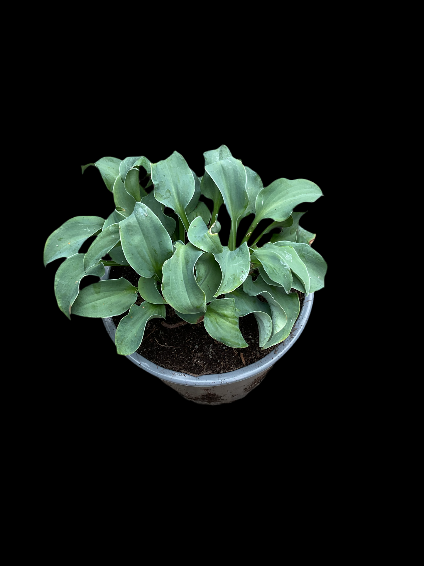 Hosta ‘Ruffled Mouse Ears’