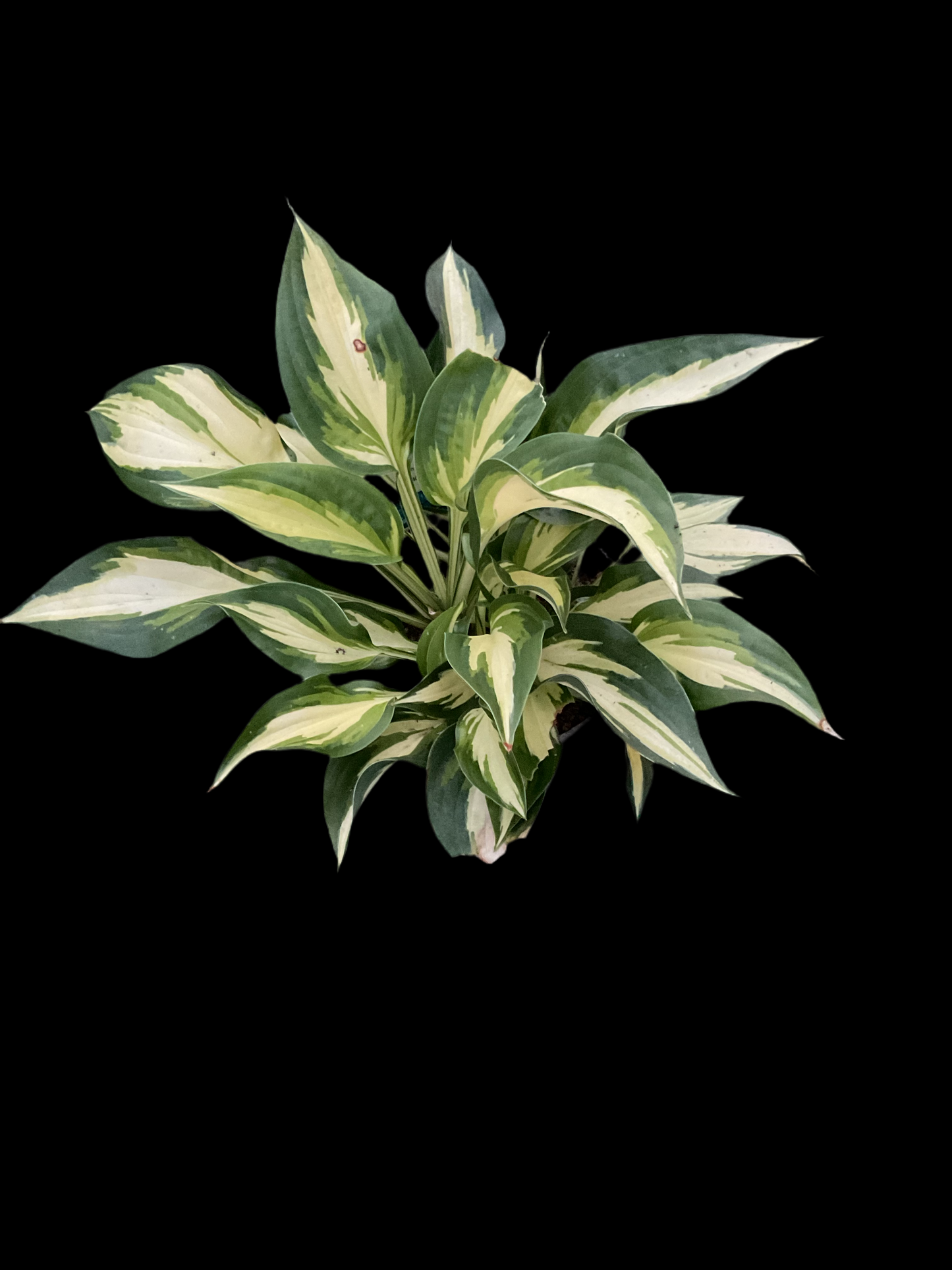 Hosta ‘Ann Kulpa’