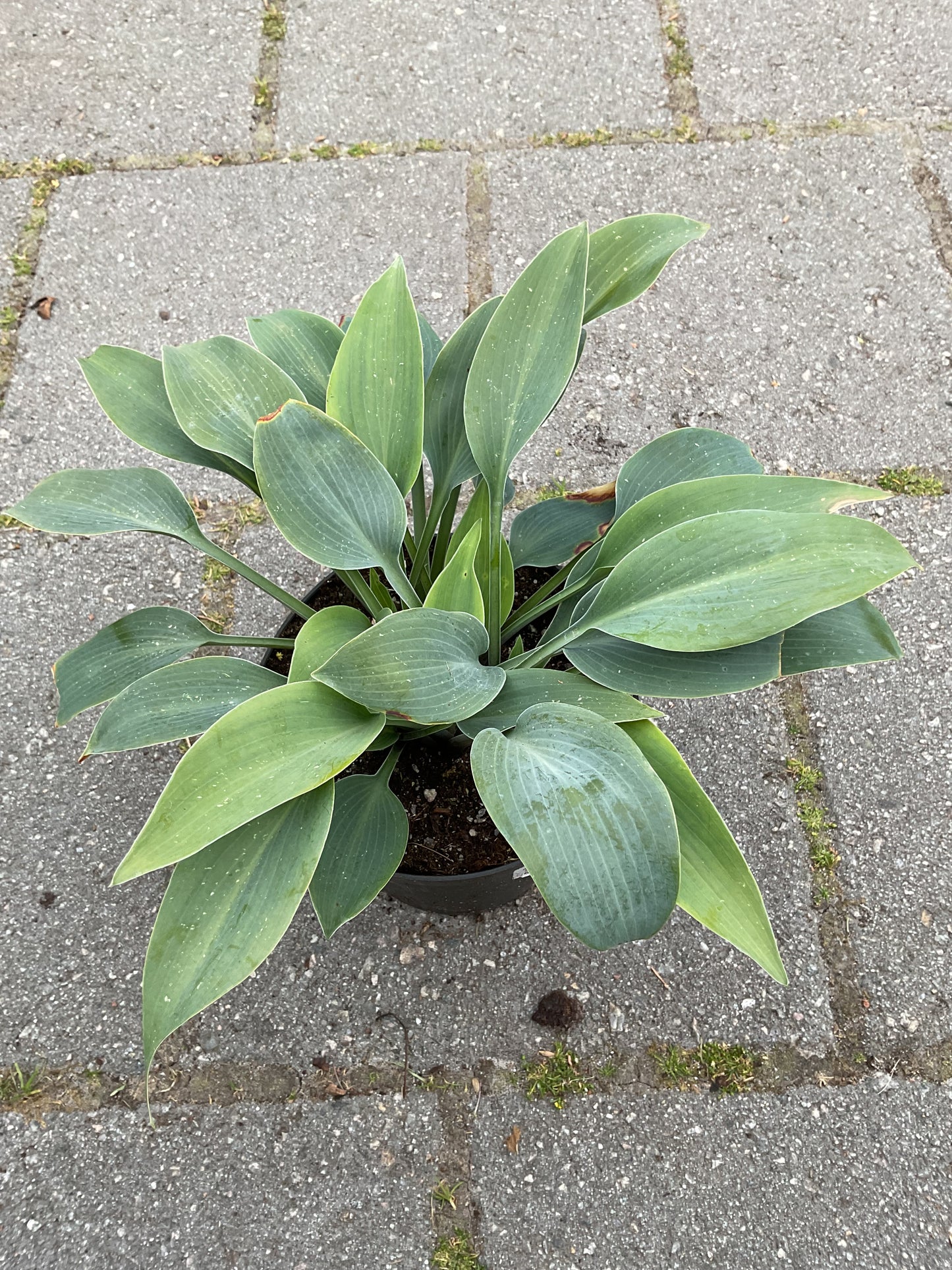 Hosta ‘Halcyon’ P15