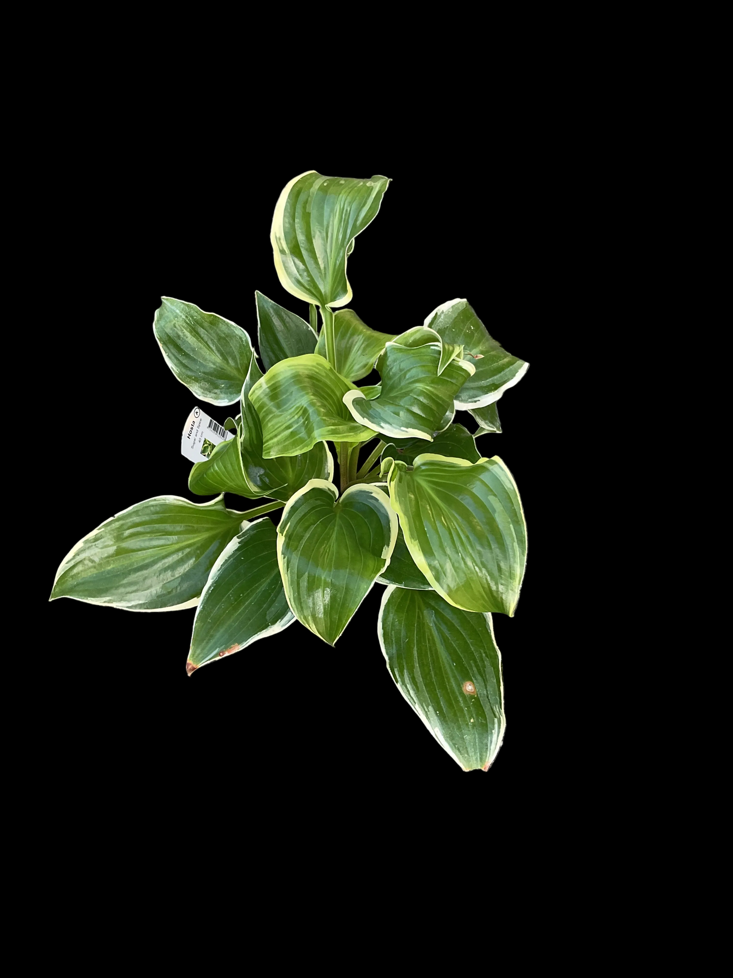 Hosta ‘Sugar and Spice’