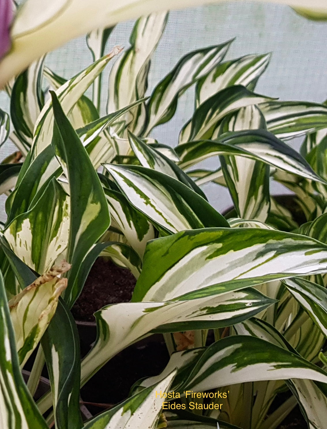 Hosta ‘Fireworks’ P15