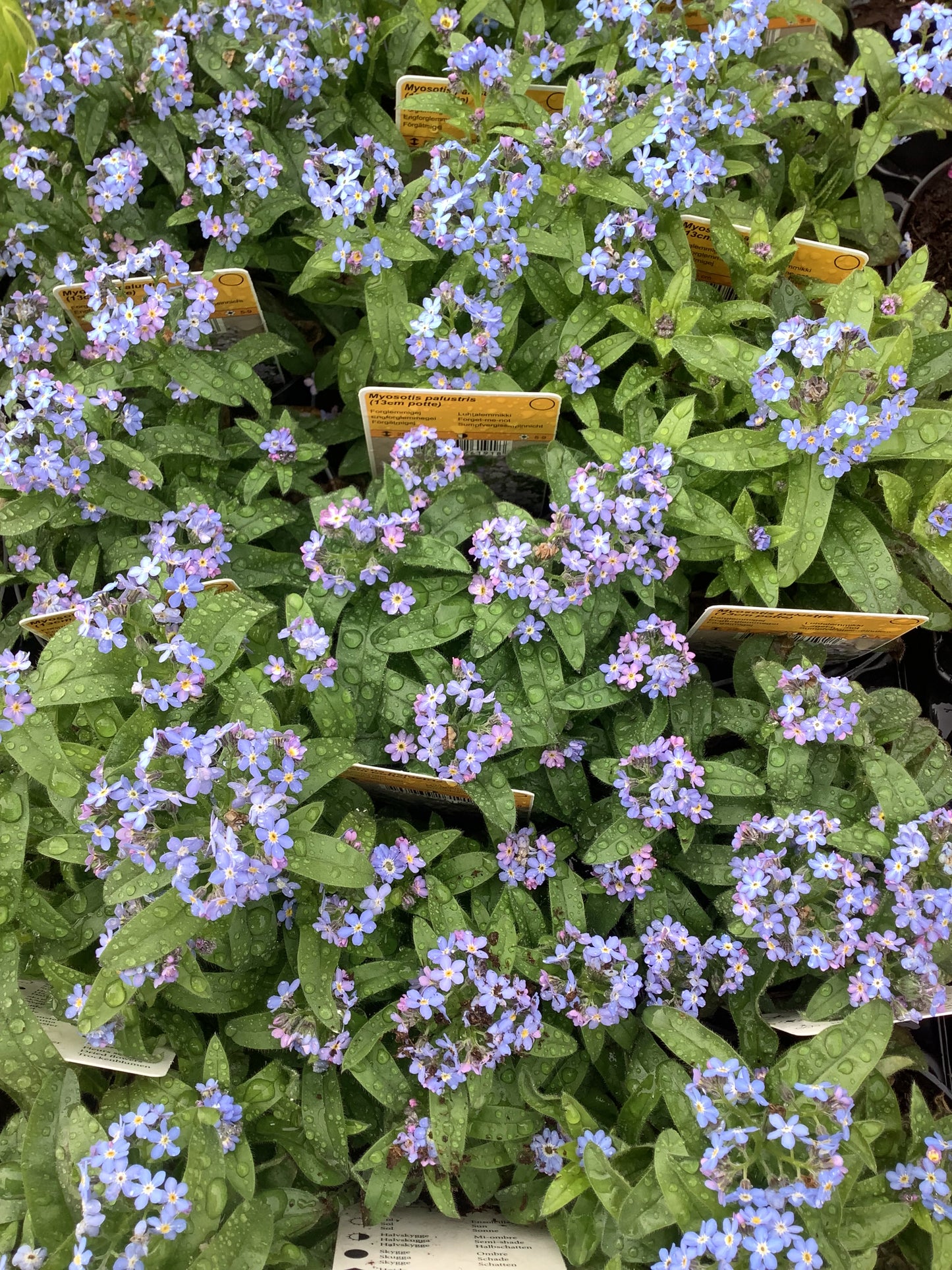 Myosotis palustris