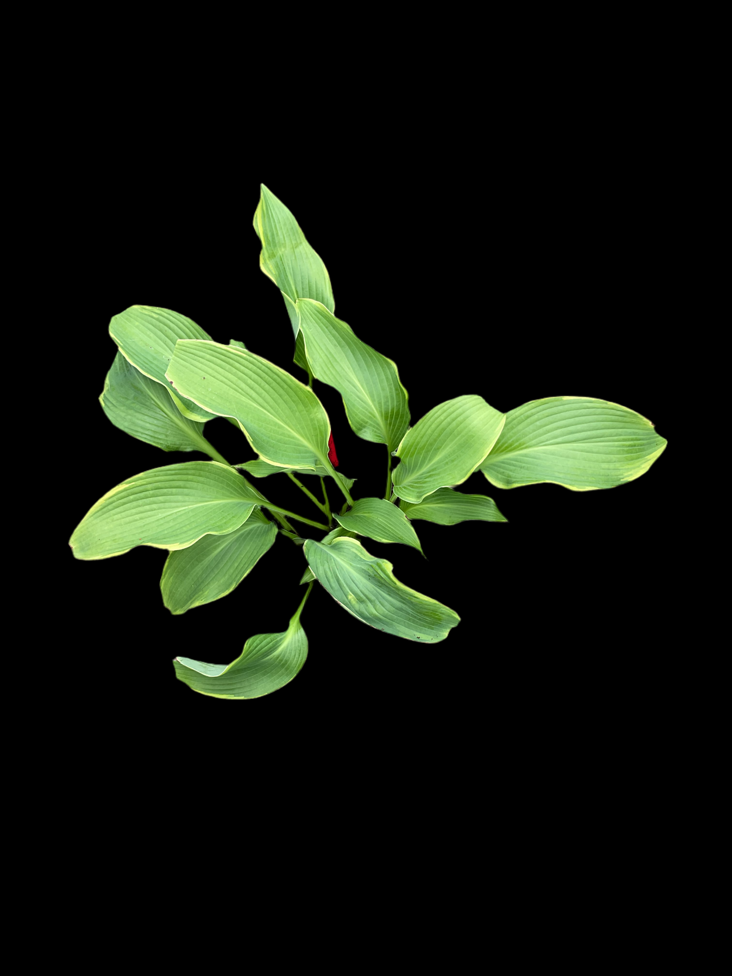 Hosta ‘Abba Dabba Do’
