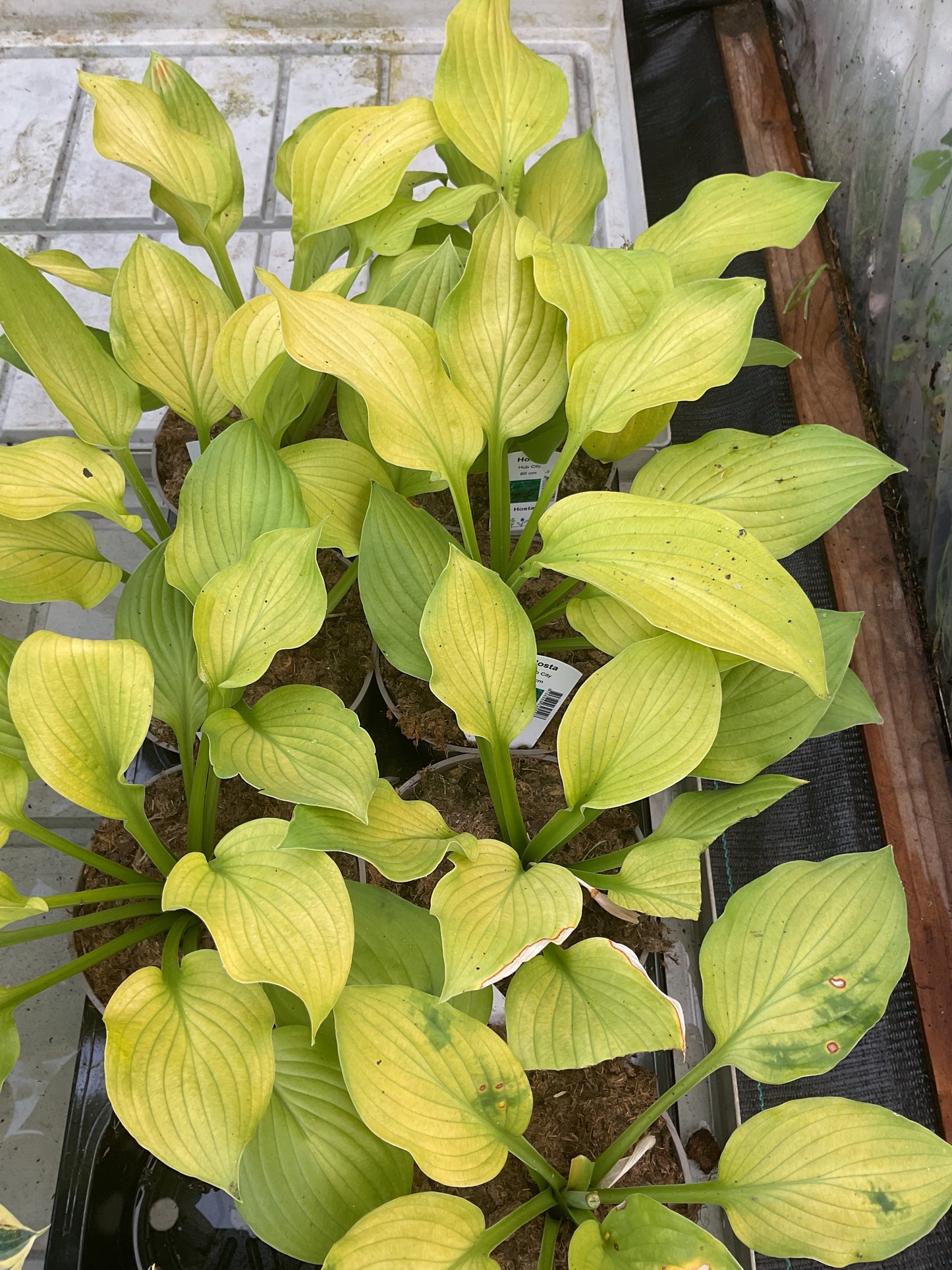Hosta ‘Hub City’