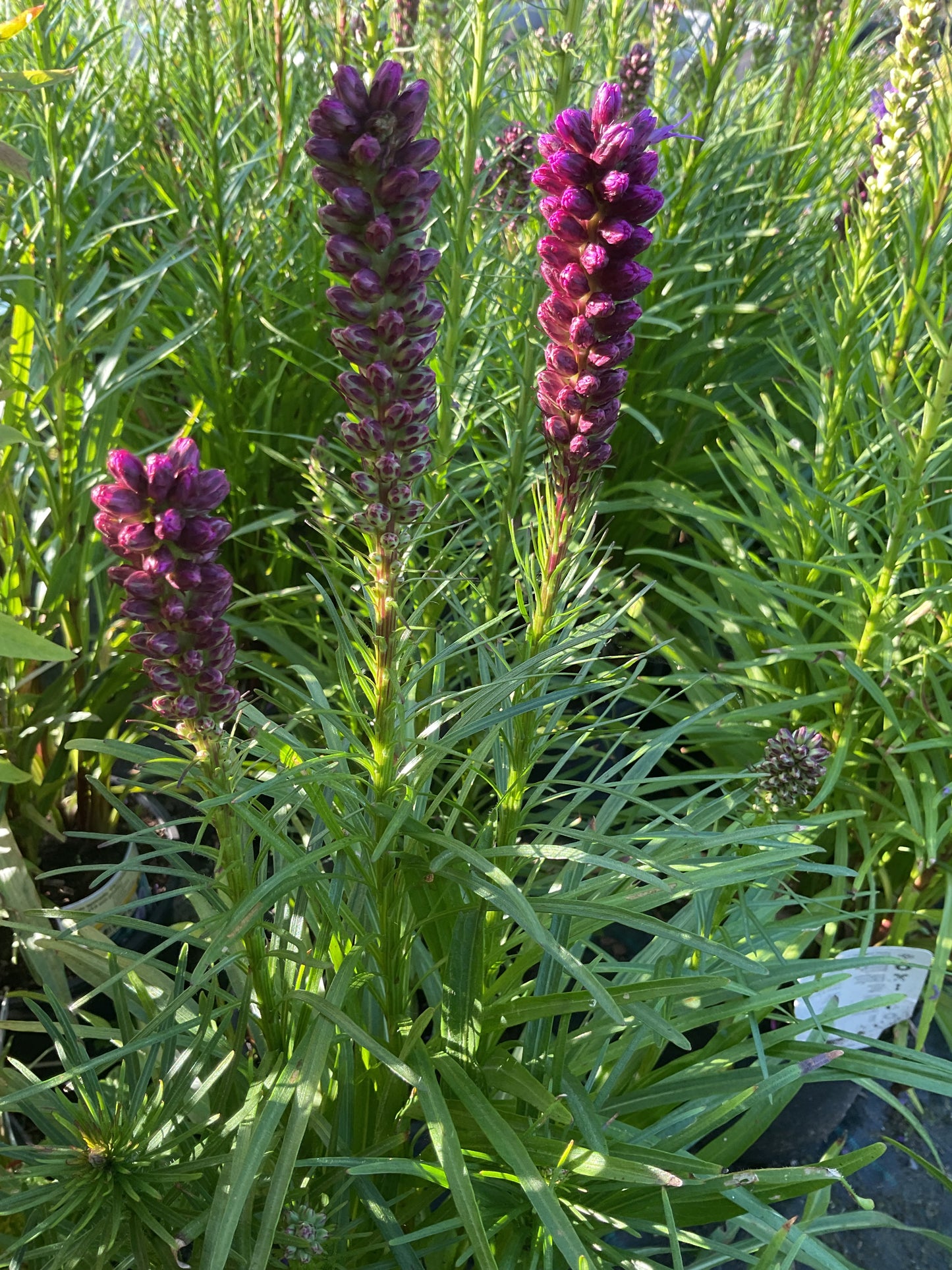 Liatris spicata ‘Floristan Violet’ P17