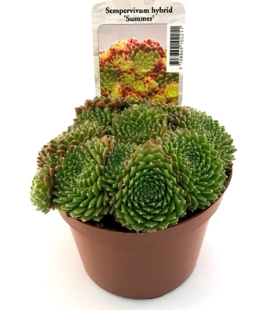 Sempervivum hyb. ‘Summer’ P11