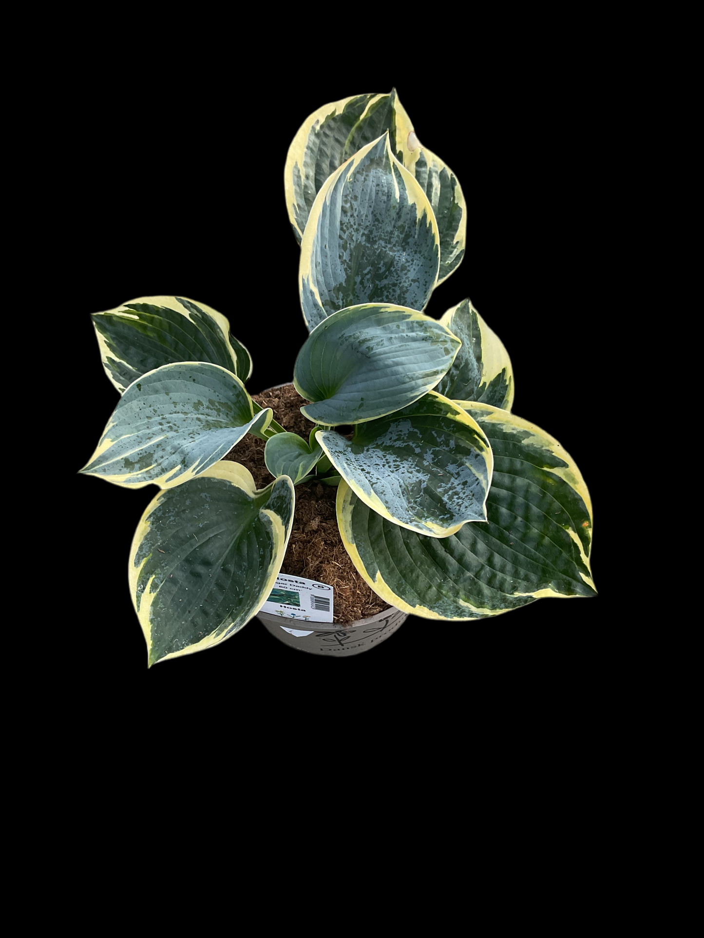 Hosta ‘Sugar Daddy’ P15
