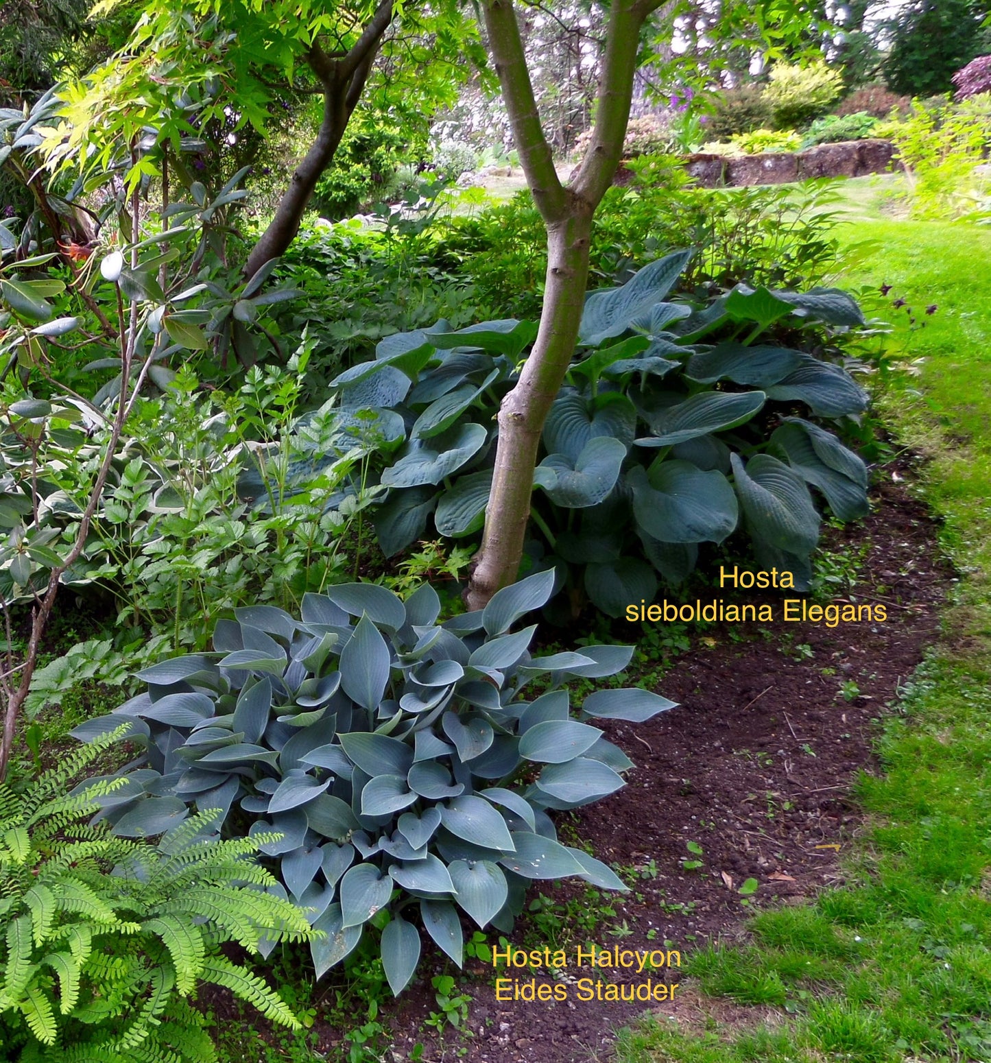 Hosta ‘Halcyon’ P15