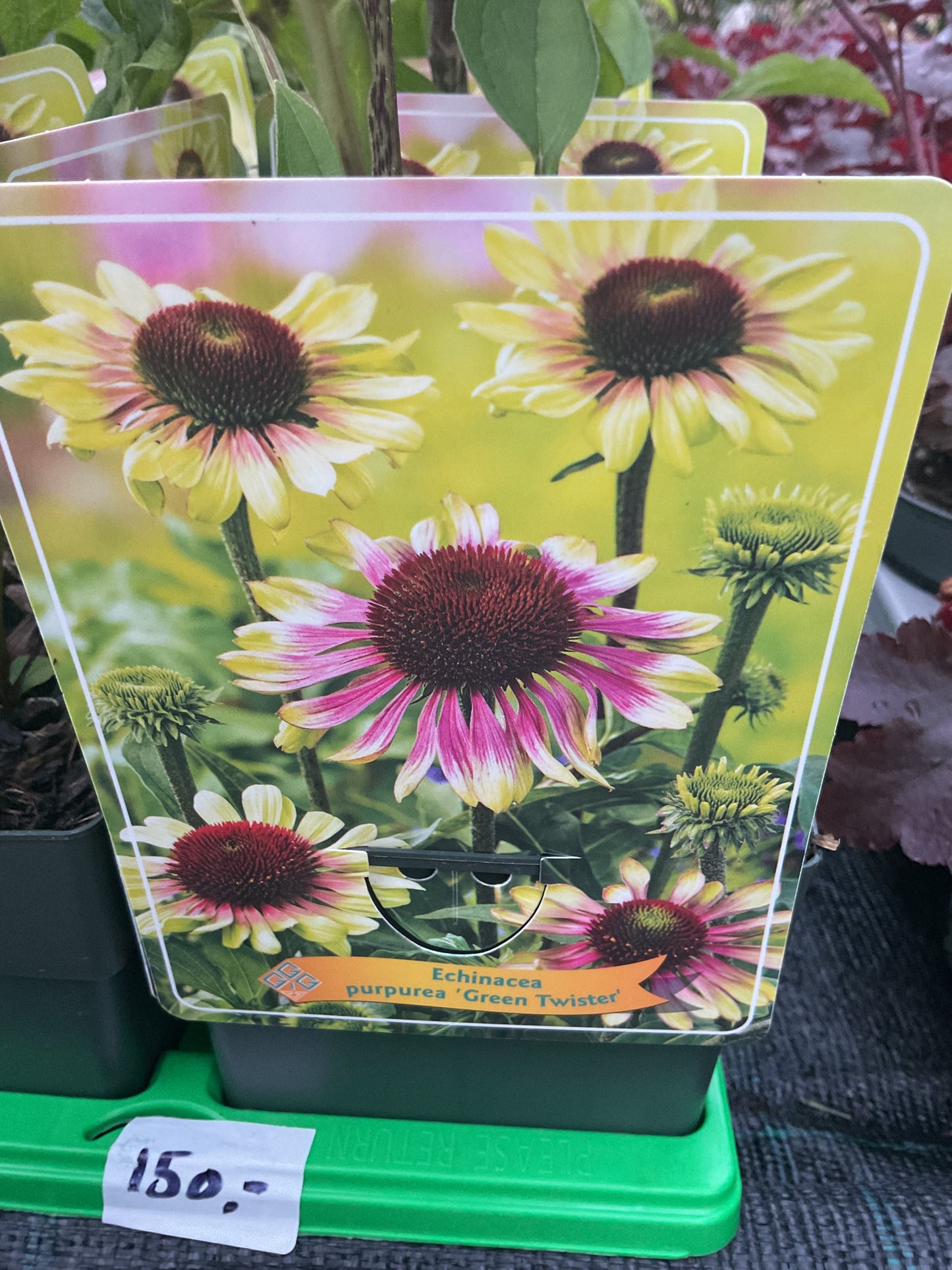 Echinacea ‘Green Twister’