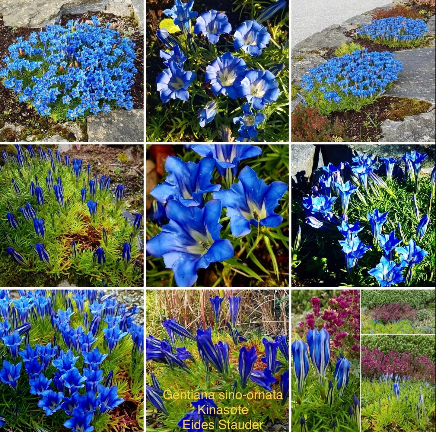 Gentiana, Kinasøte i 3 ulike sorter, P17, store planter