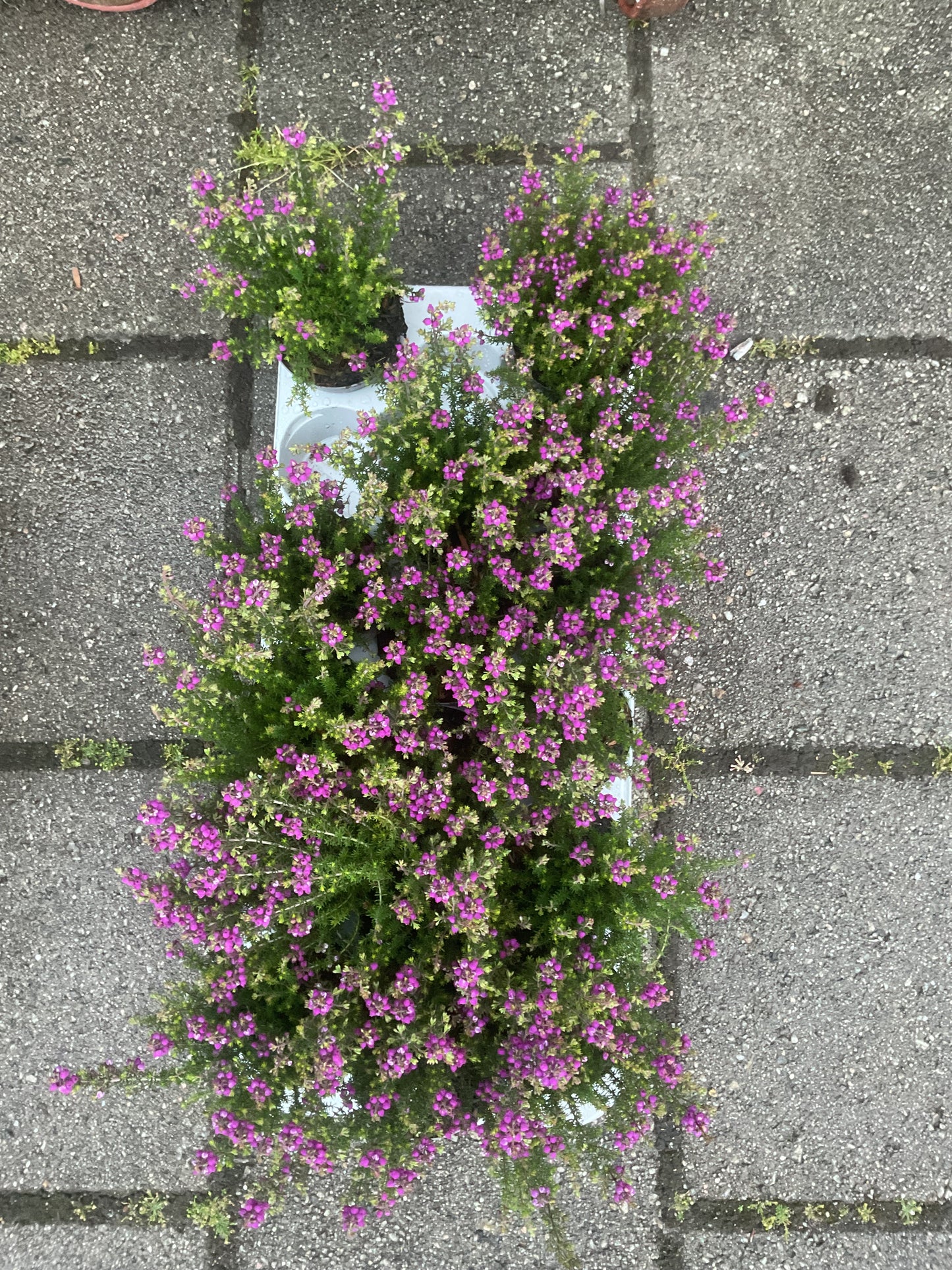 Erica cinerea Lilla P9