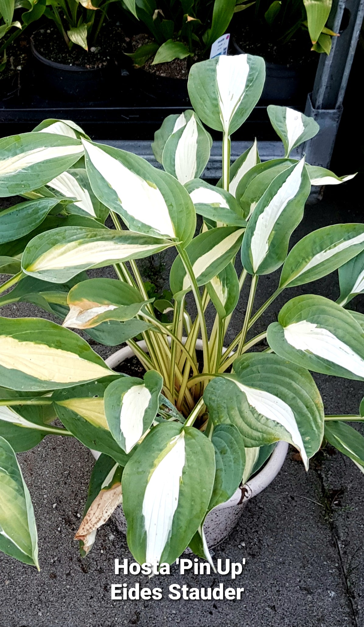 Hosta ‘Pin Up’
