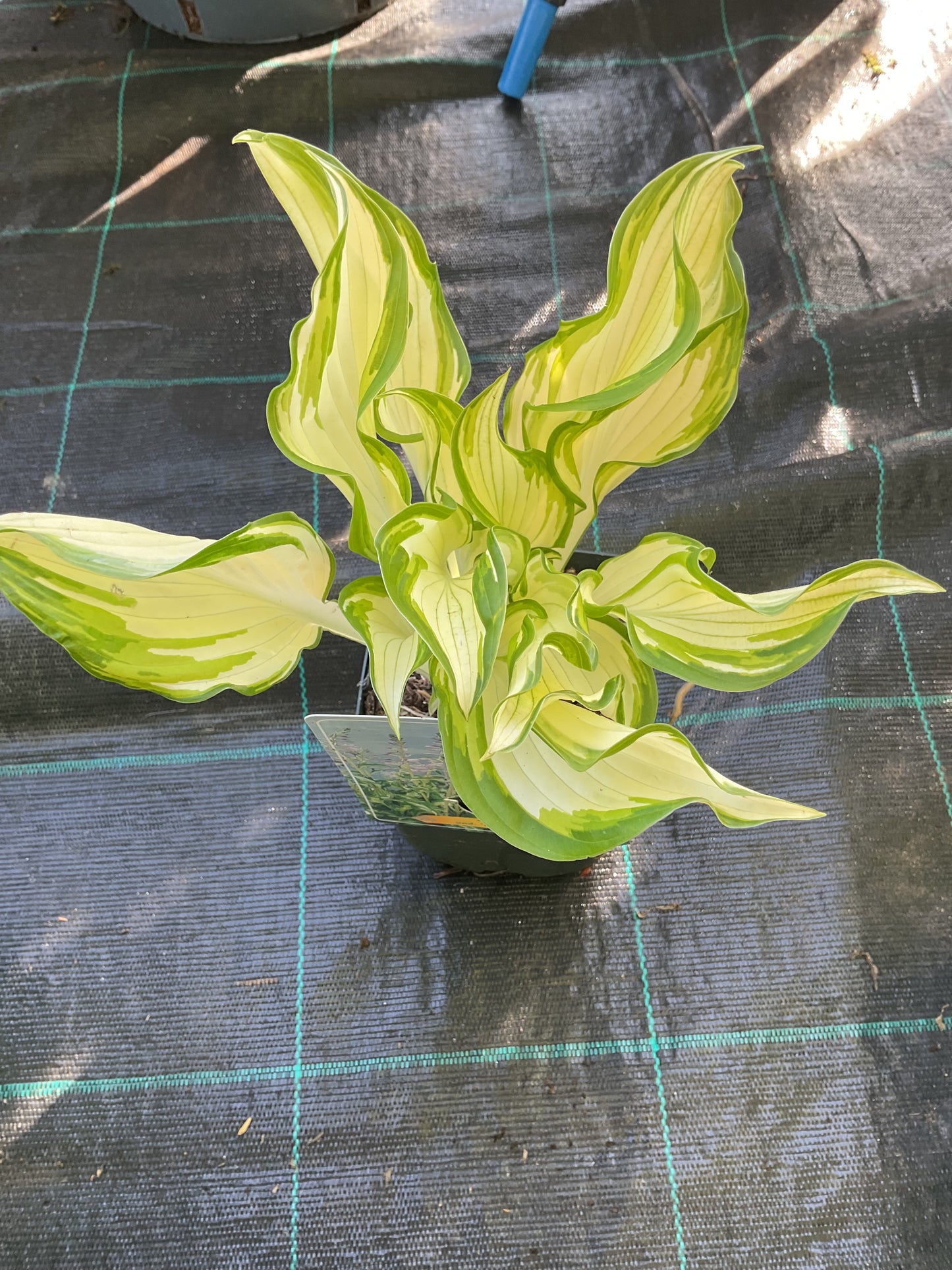 Hosta ‘Undulata Mediovariegata’
