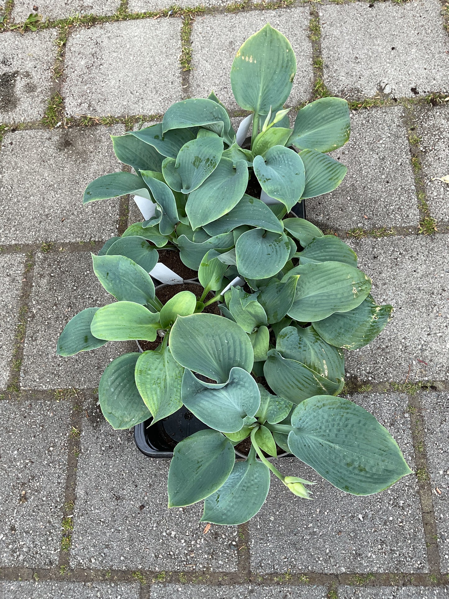 Hosta ‘Rock of Gibraltar’