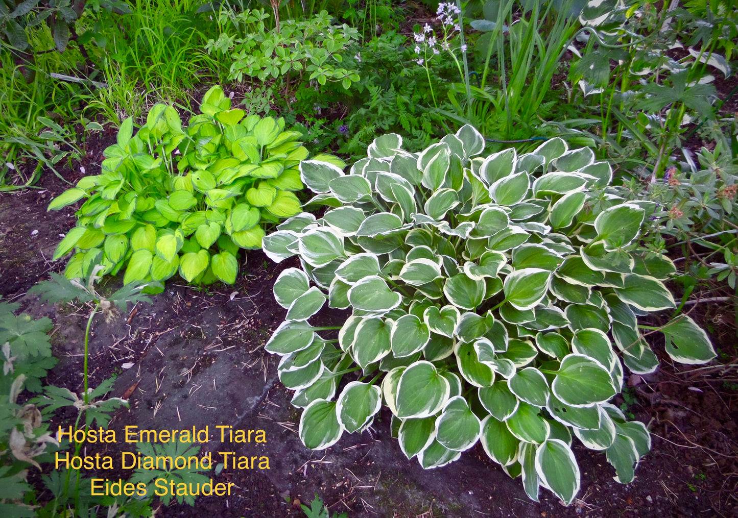 Hosta ‘Diamond Tiara’