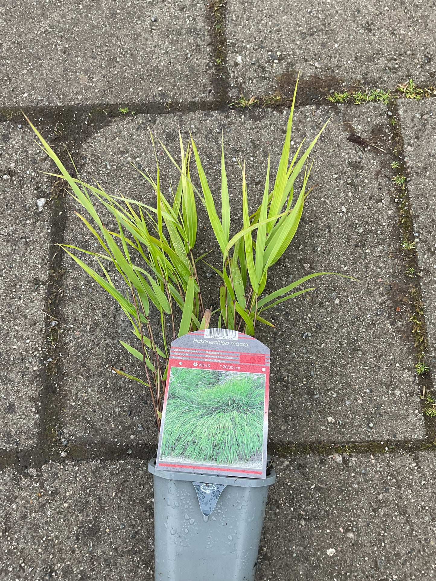 Hakonechloa macra P10x10