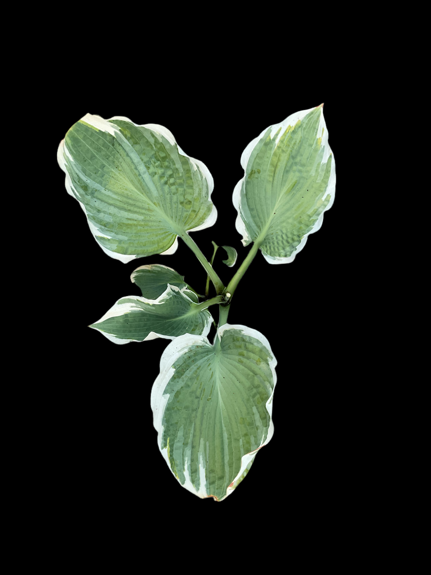 Hosta ‘Barbara Ann’