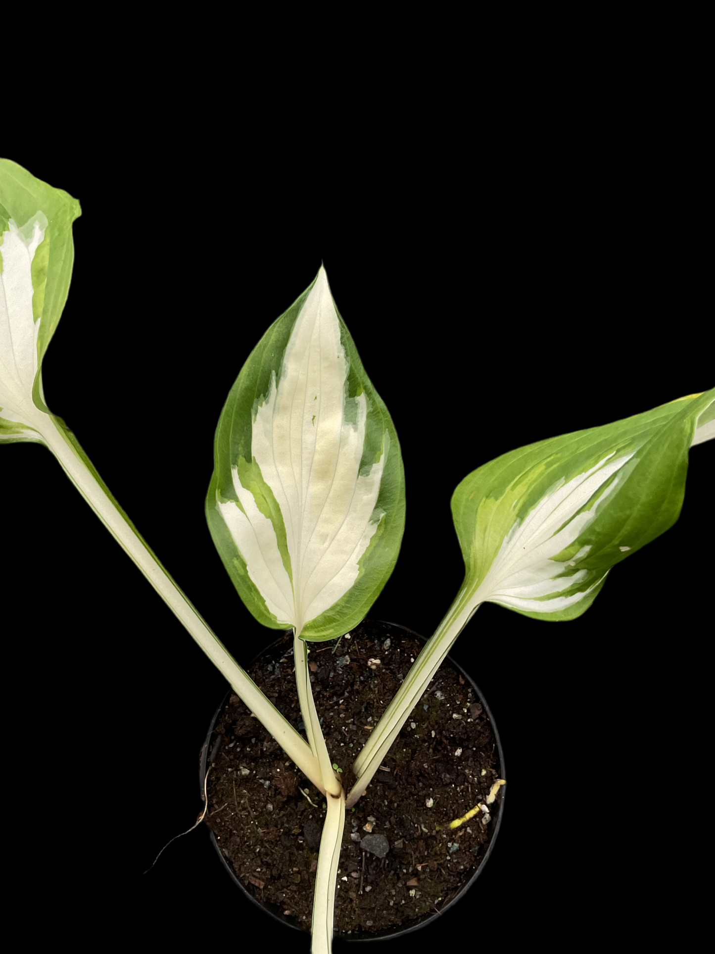 Hosta ‘Christmas Island’