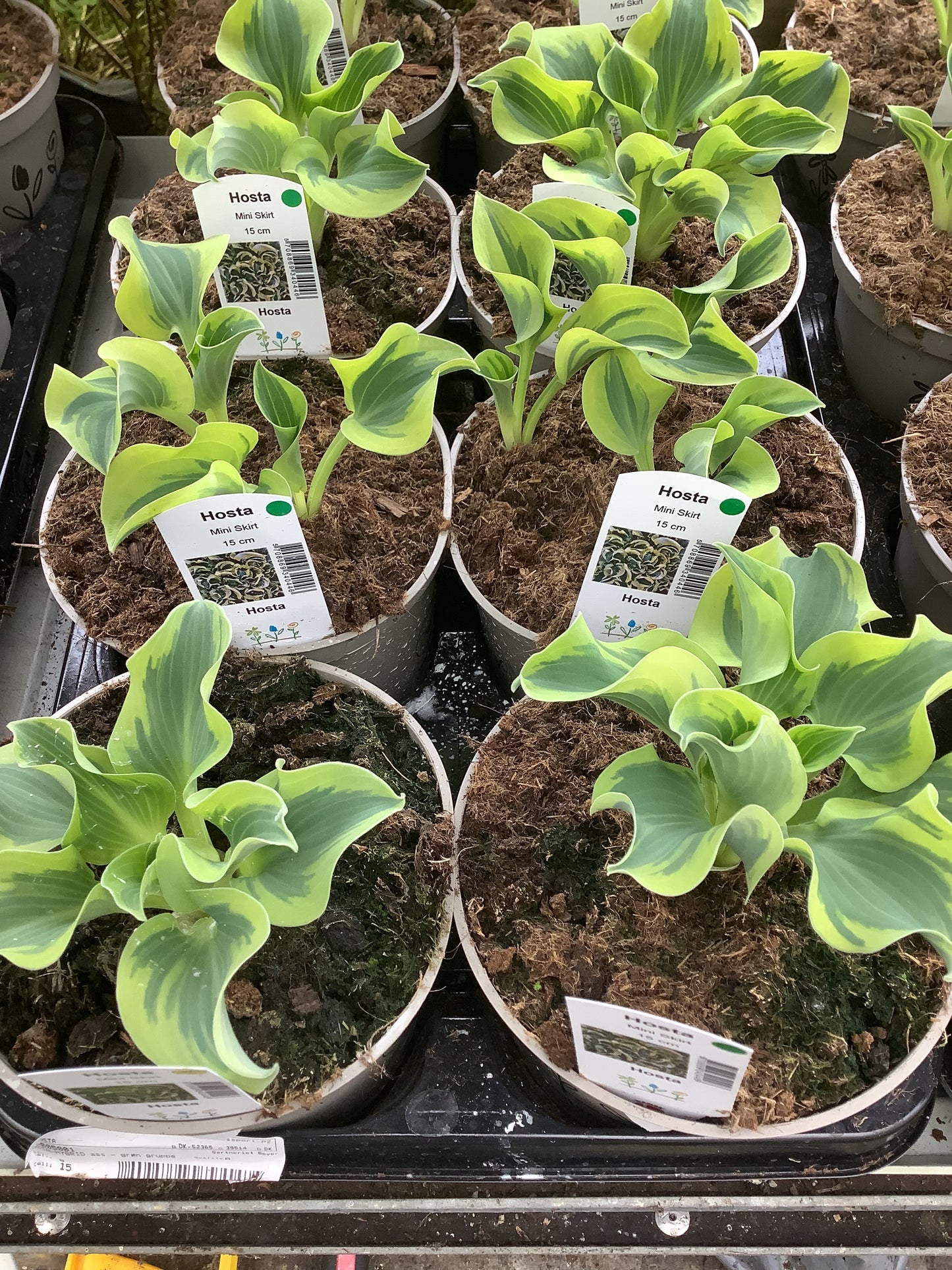Hosta ‘Mini Skirt’ P15