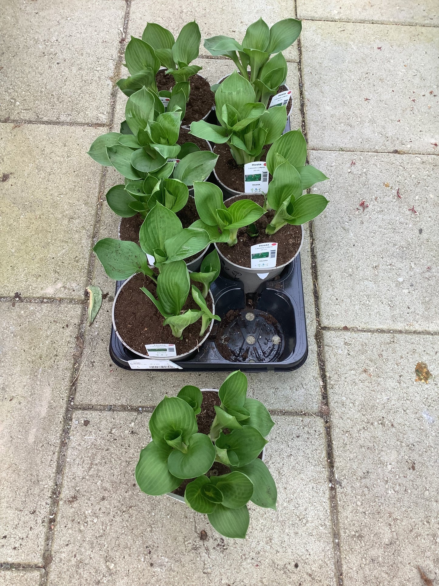Hosta ‘Lakeside Lollipop’ P15