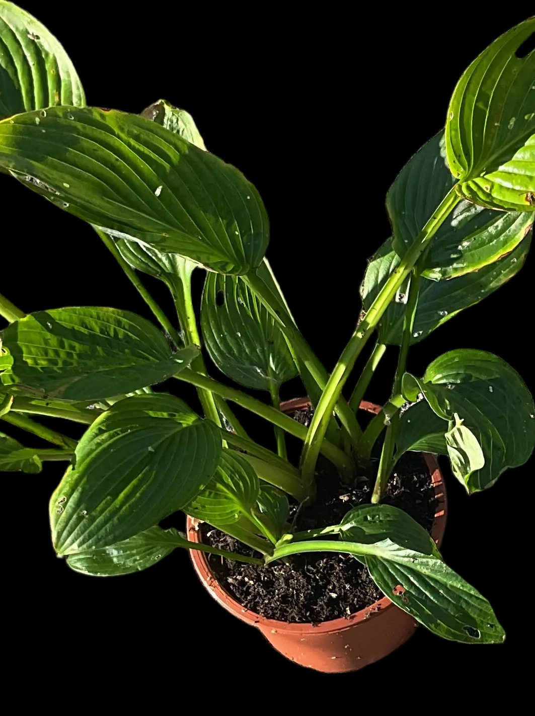 Hosta fortunei ‘Hyacintina’ P17