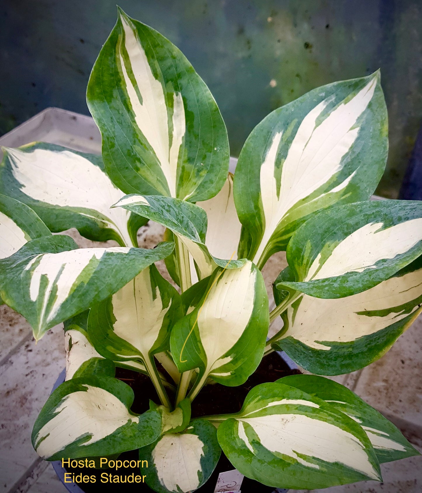 Hosta ‘Popcorn’