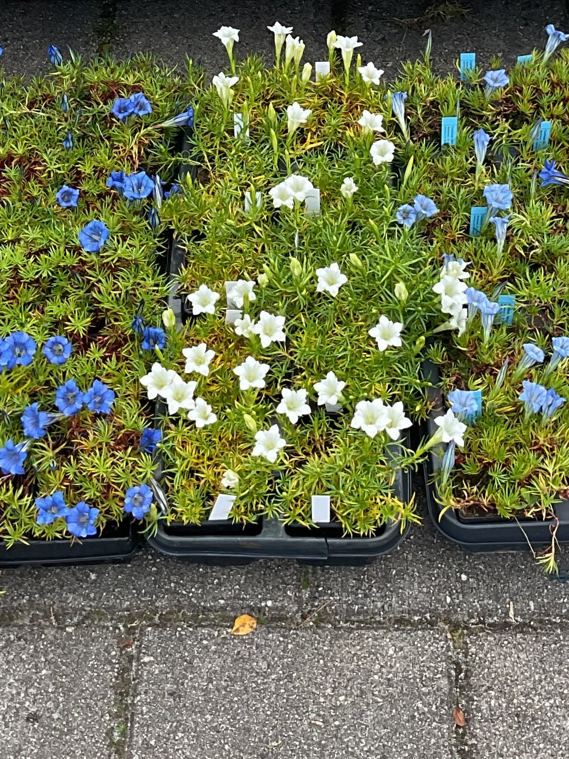 Gentiana Kolleksjon av 6 stk planter P9x9