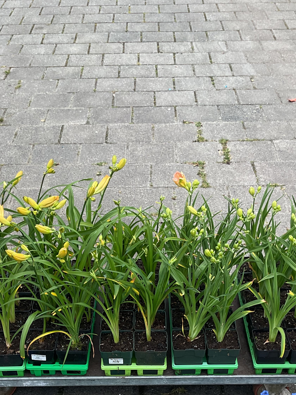 Hemerocallis Kolleksjon av 6 stk planter