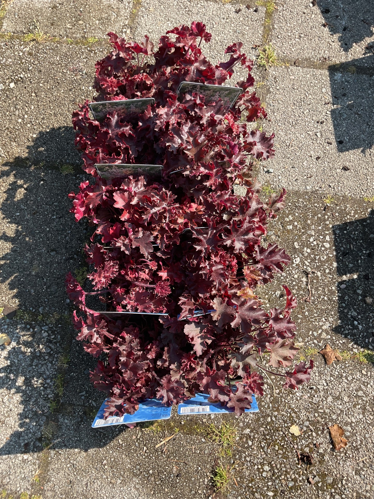 Heuchera americana ‘Melting Fire’ P11x11