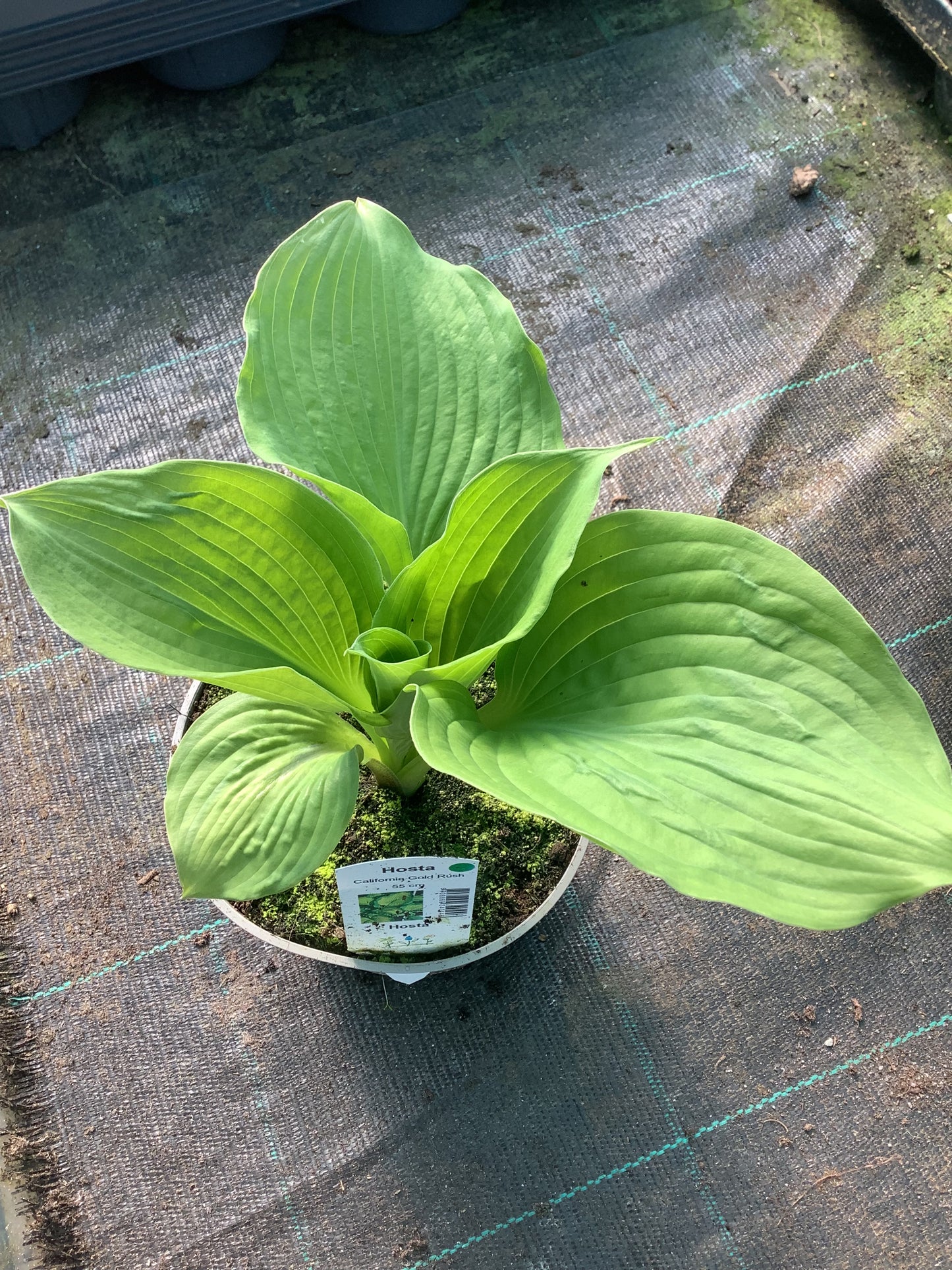 Hosta ‘California Gold Rush’