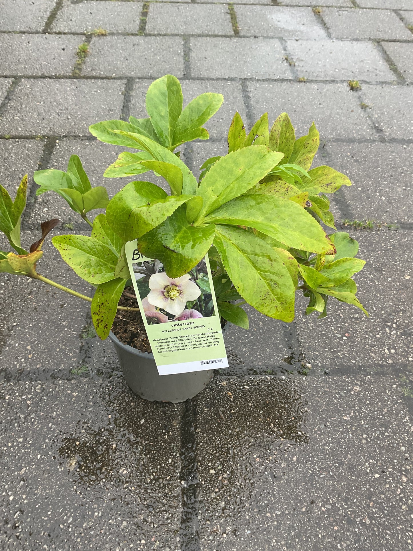 Helleborus orientalis ‘Sandy Shores’ P17