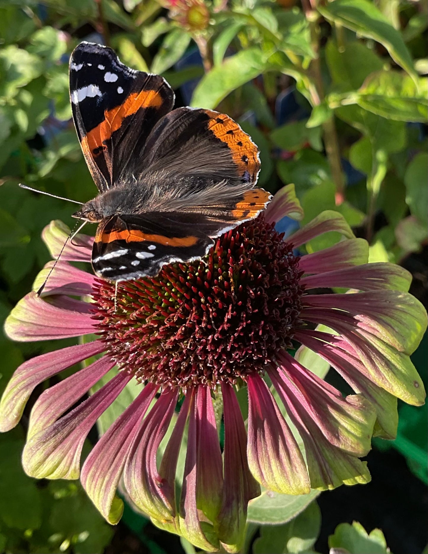 Echinacea ‘Green Twister’