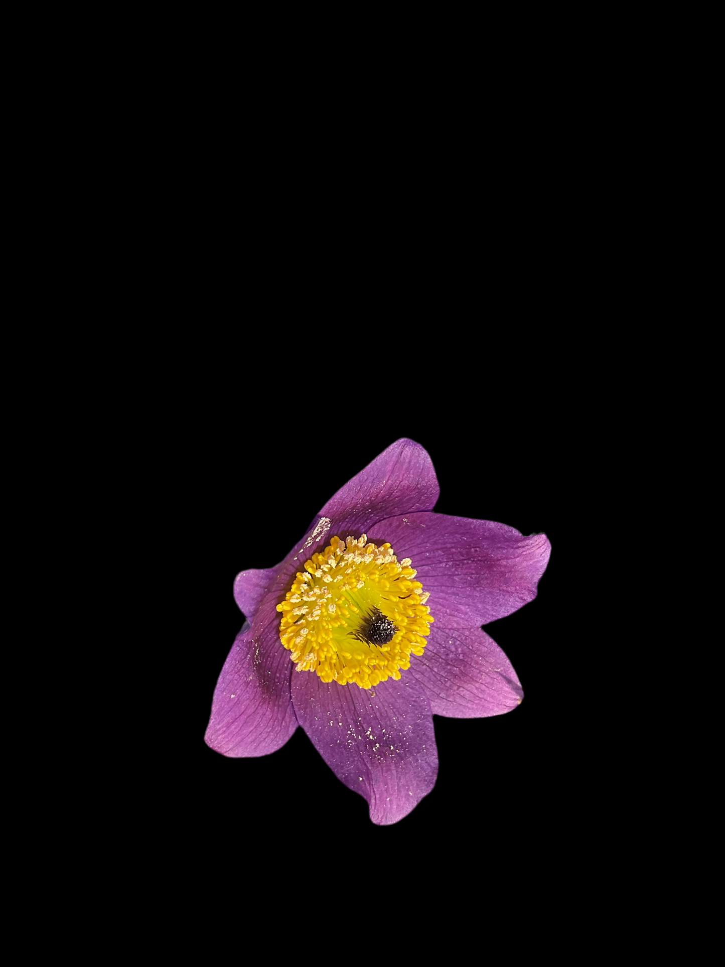 Pulsatilla vulgaris ‘Violett Bells’