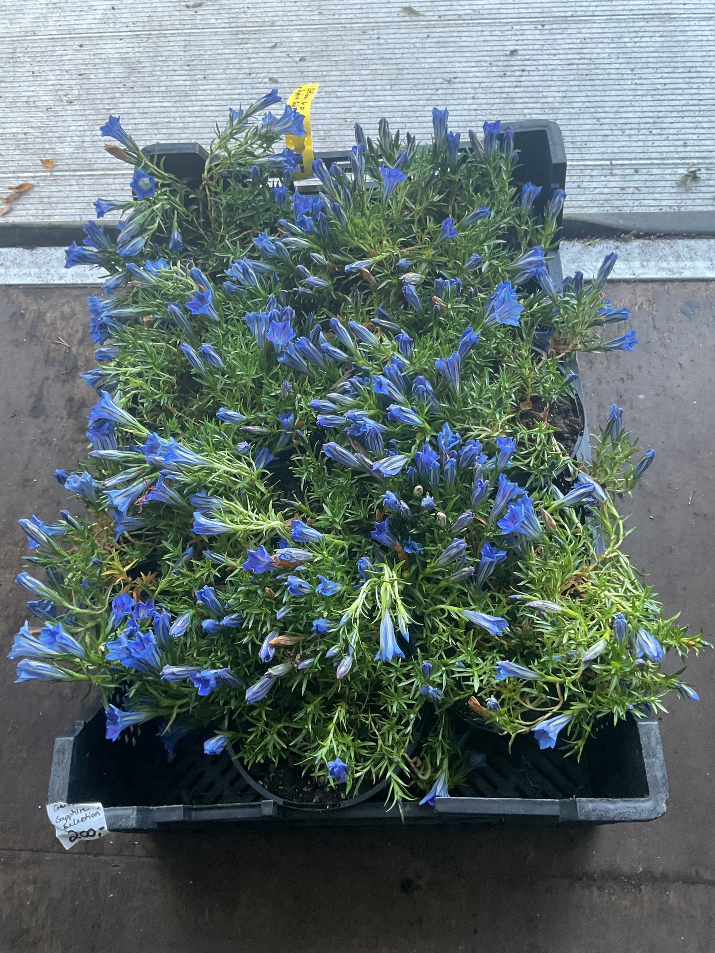 Gentiana s-o ‘Sapphire Selection’ P17
