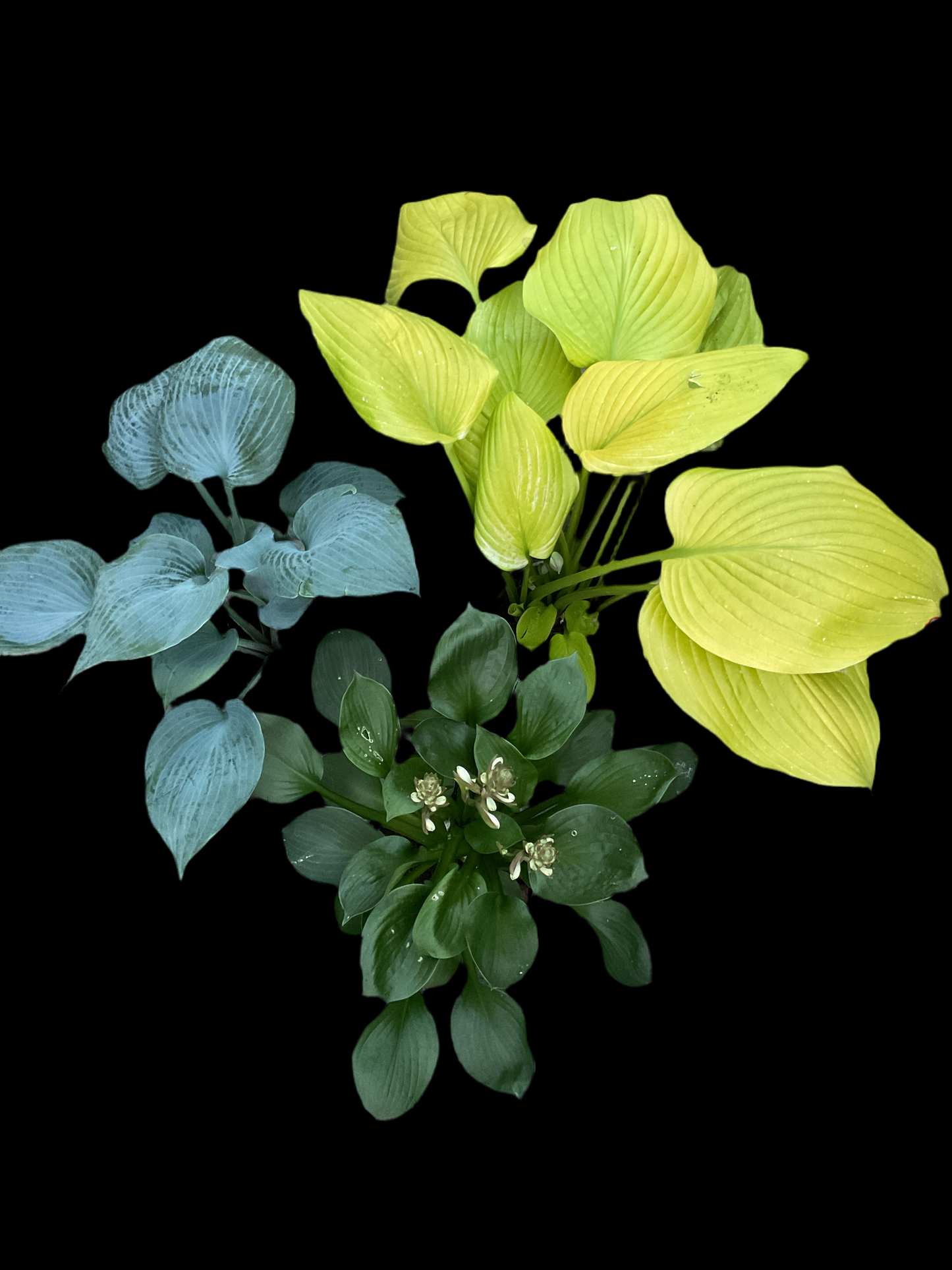 Hosta ‘Bulletproof’ P15