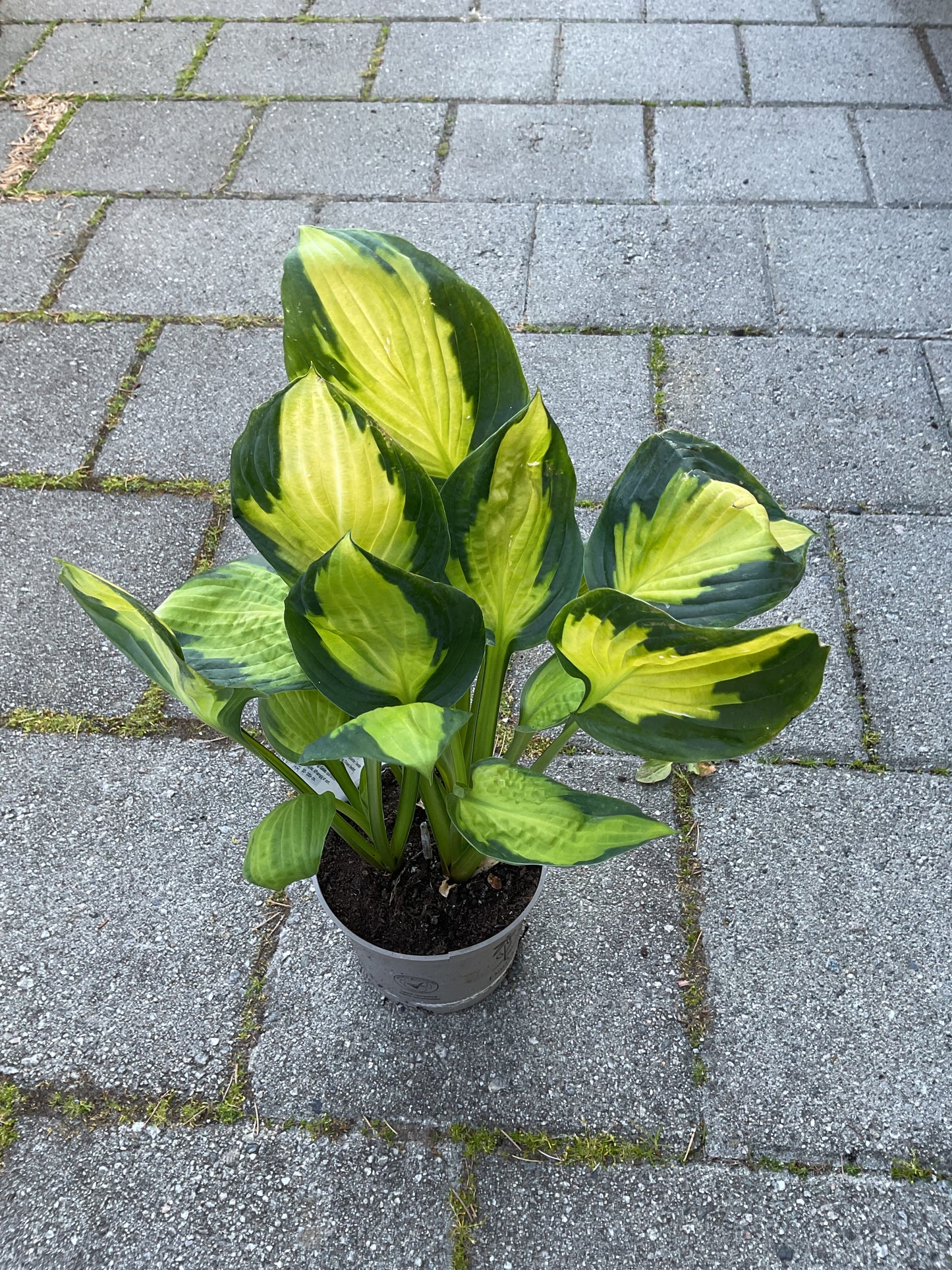Hosta ‘Captain Kirk’