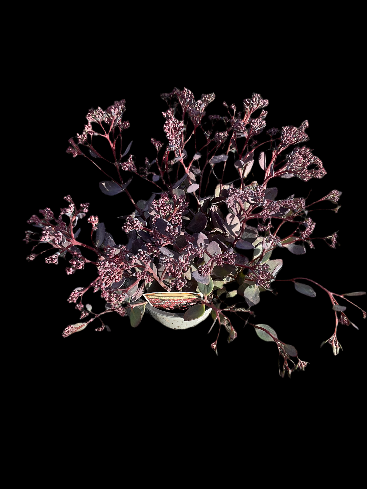 Sedum hybrid ‘Bertram Anderson’ P13