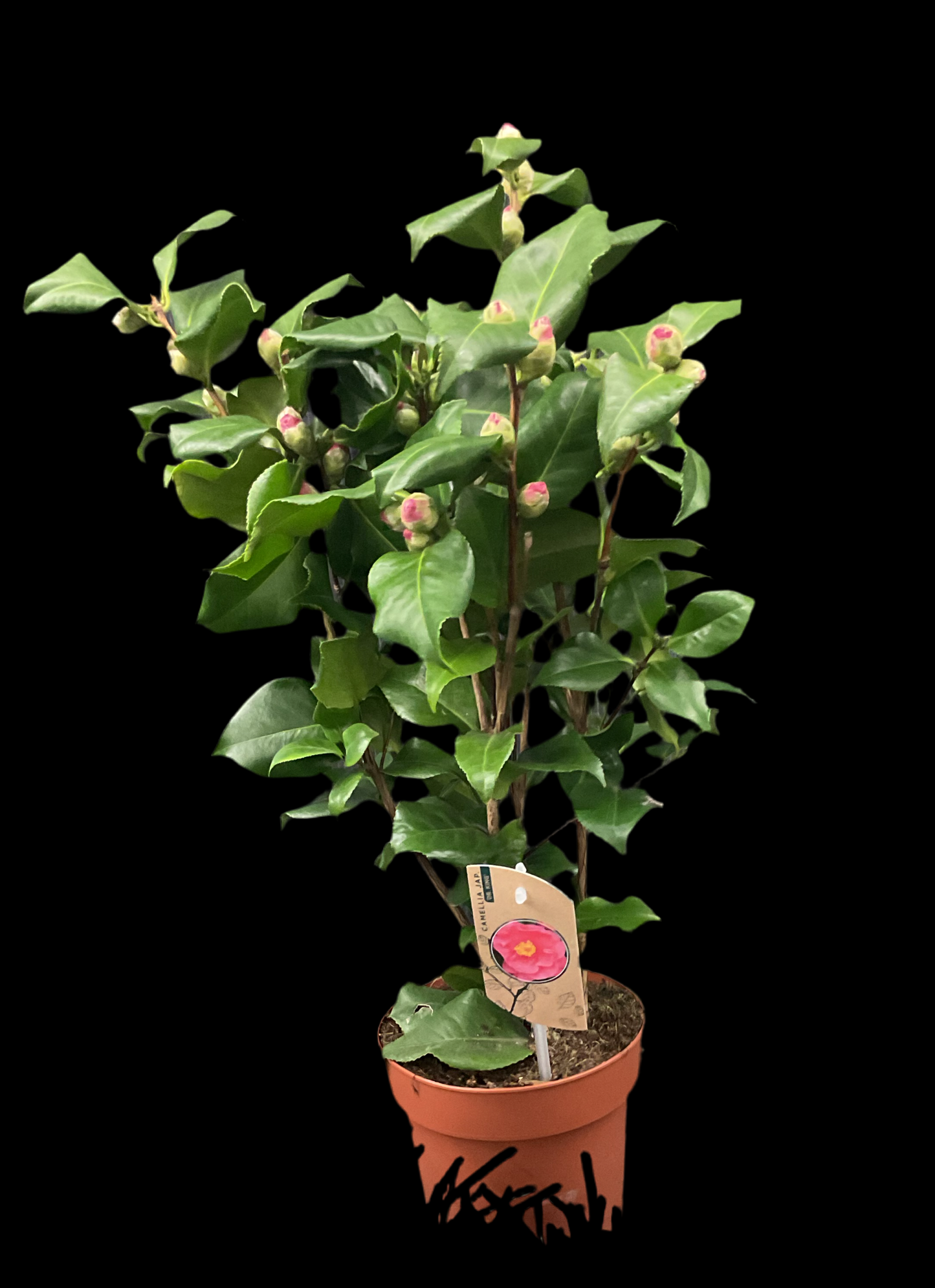 Camellia japonica ‘Dr. King’
