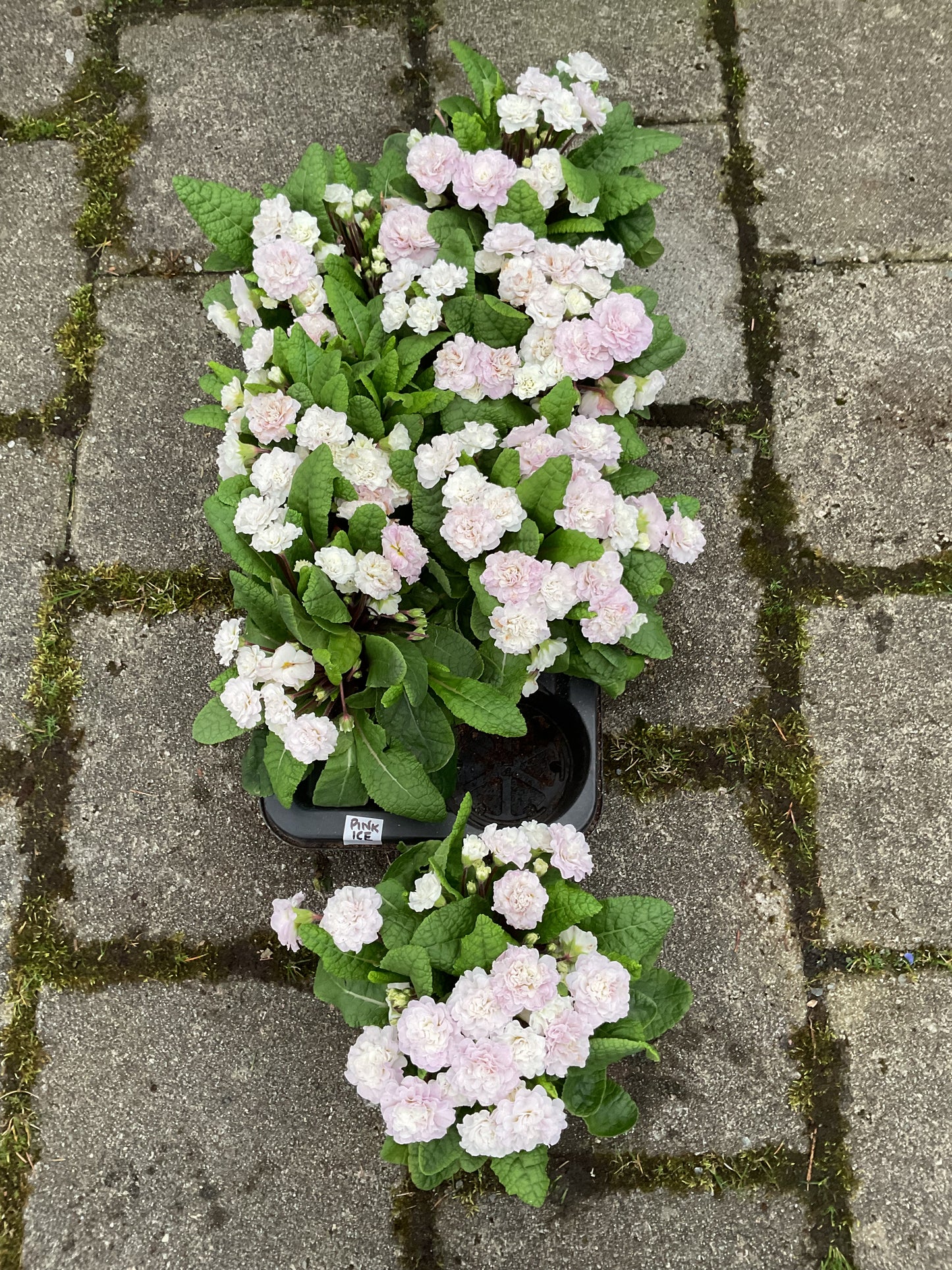 Primula Belarina ‘Pink Ice’ P13
