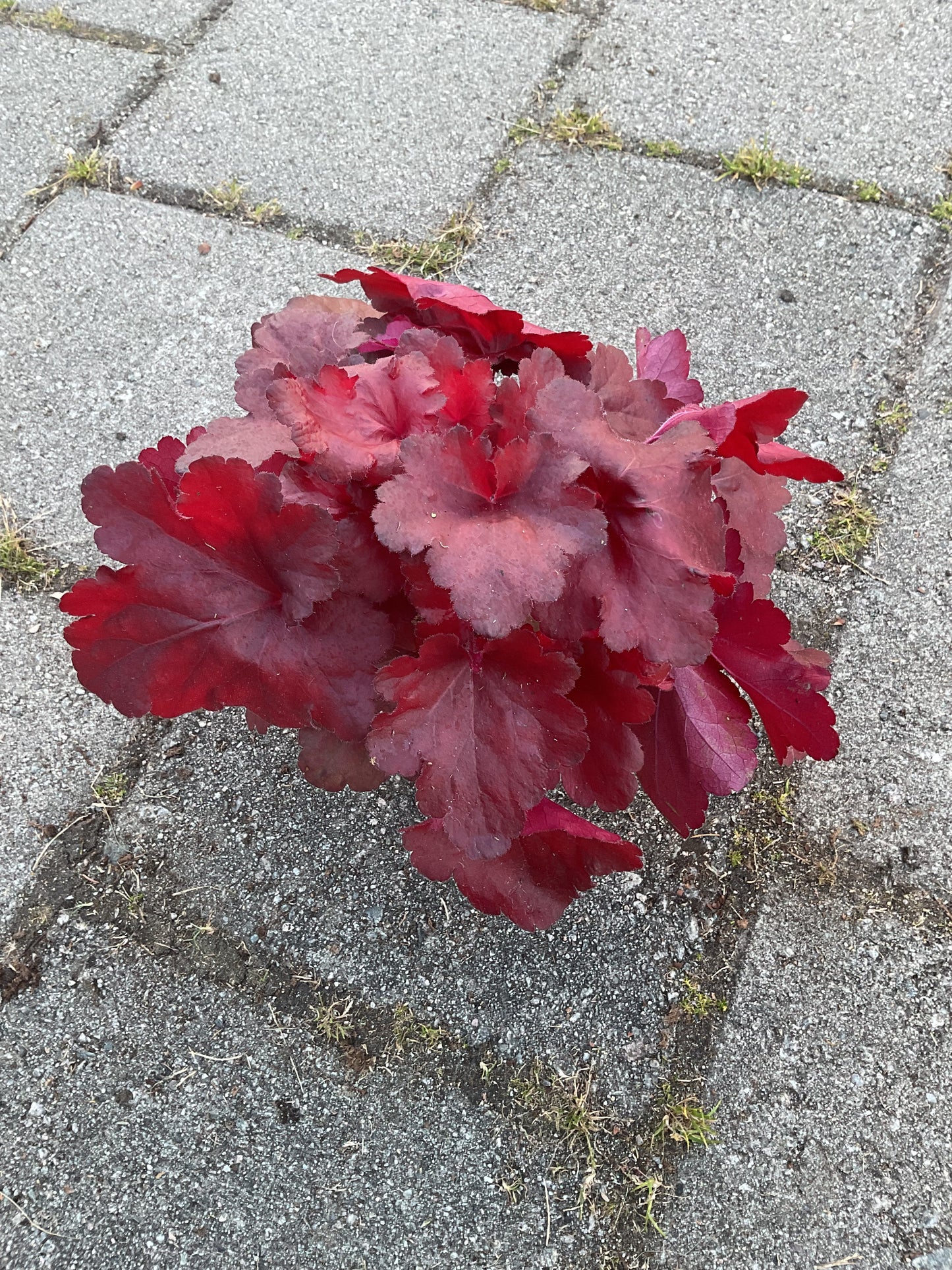 Heuchera ‘Forever Red’ P15