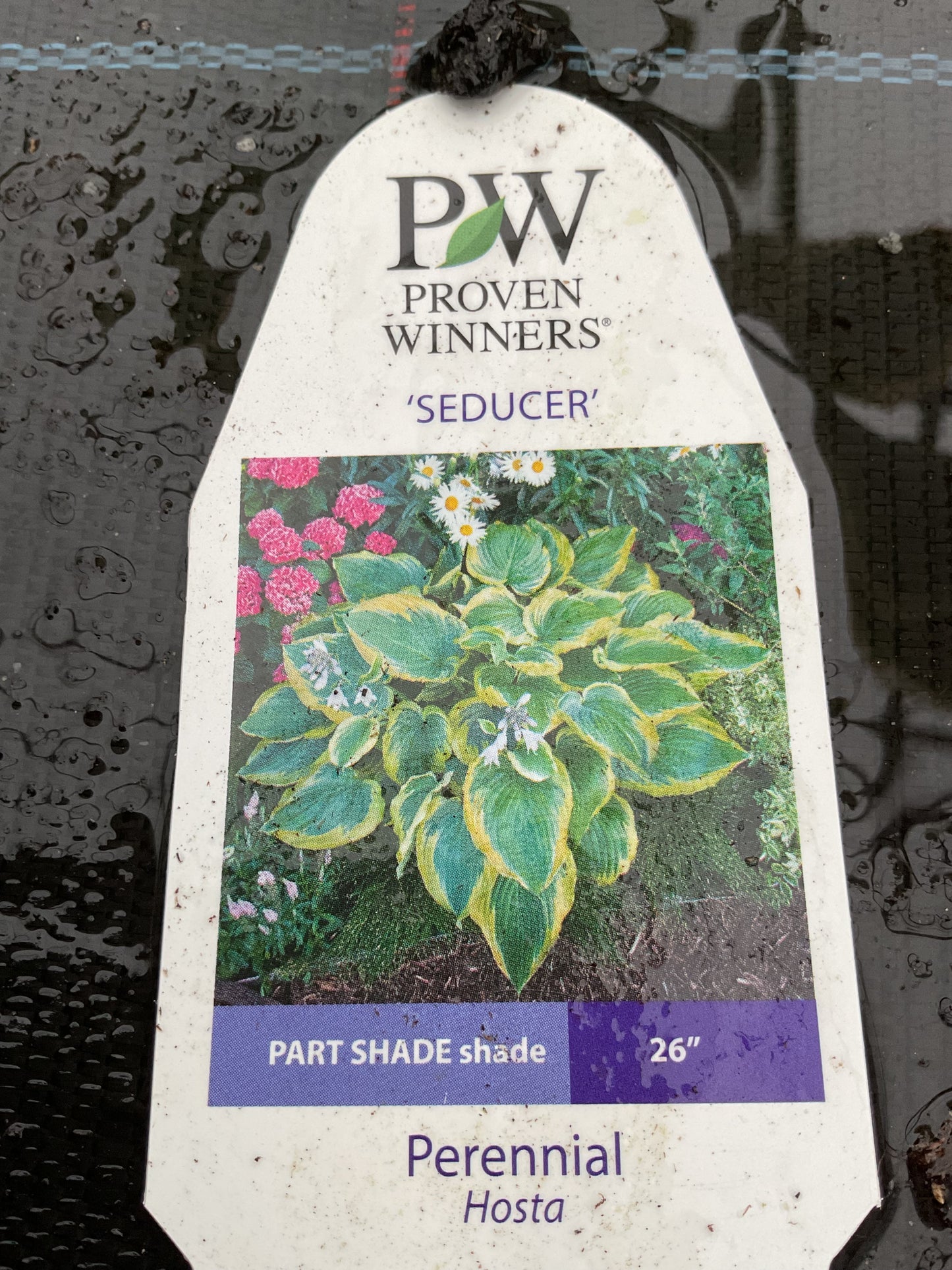 Hosta ‘Seducer’®️P15