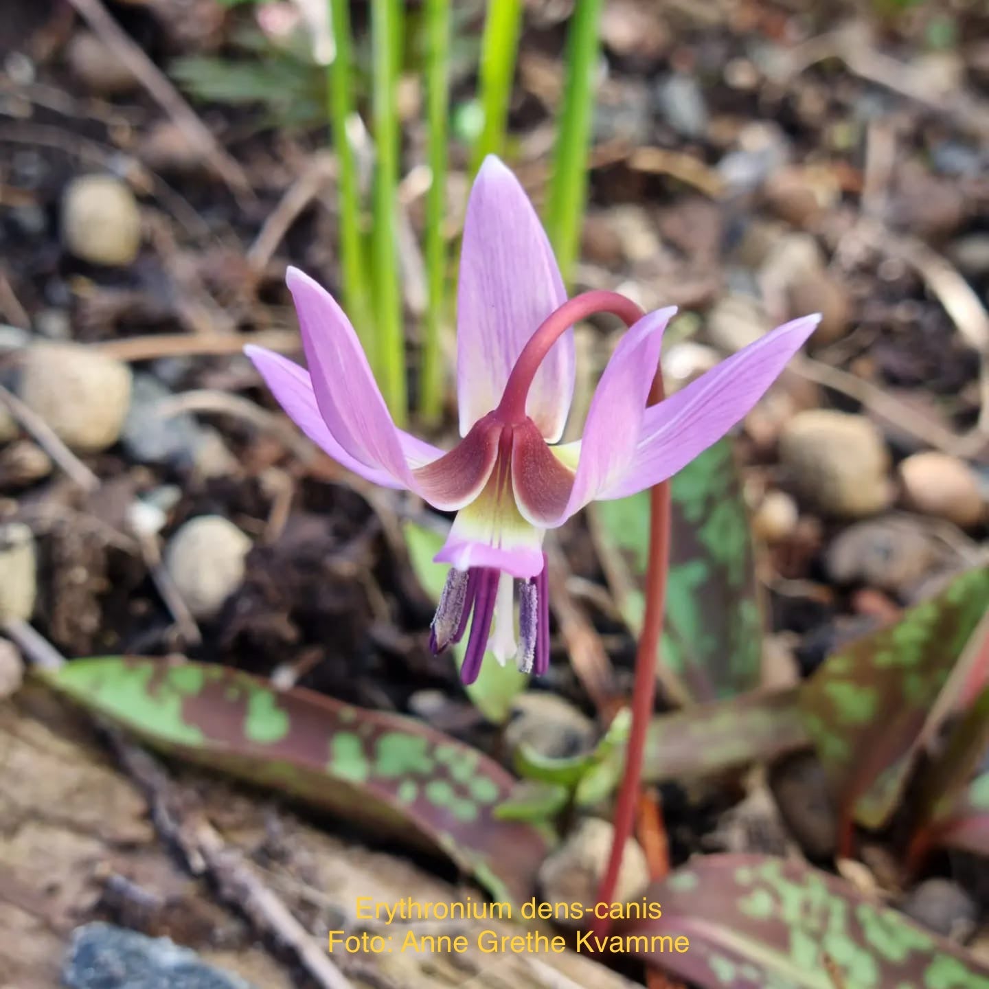 Erythronium dens-canis