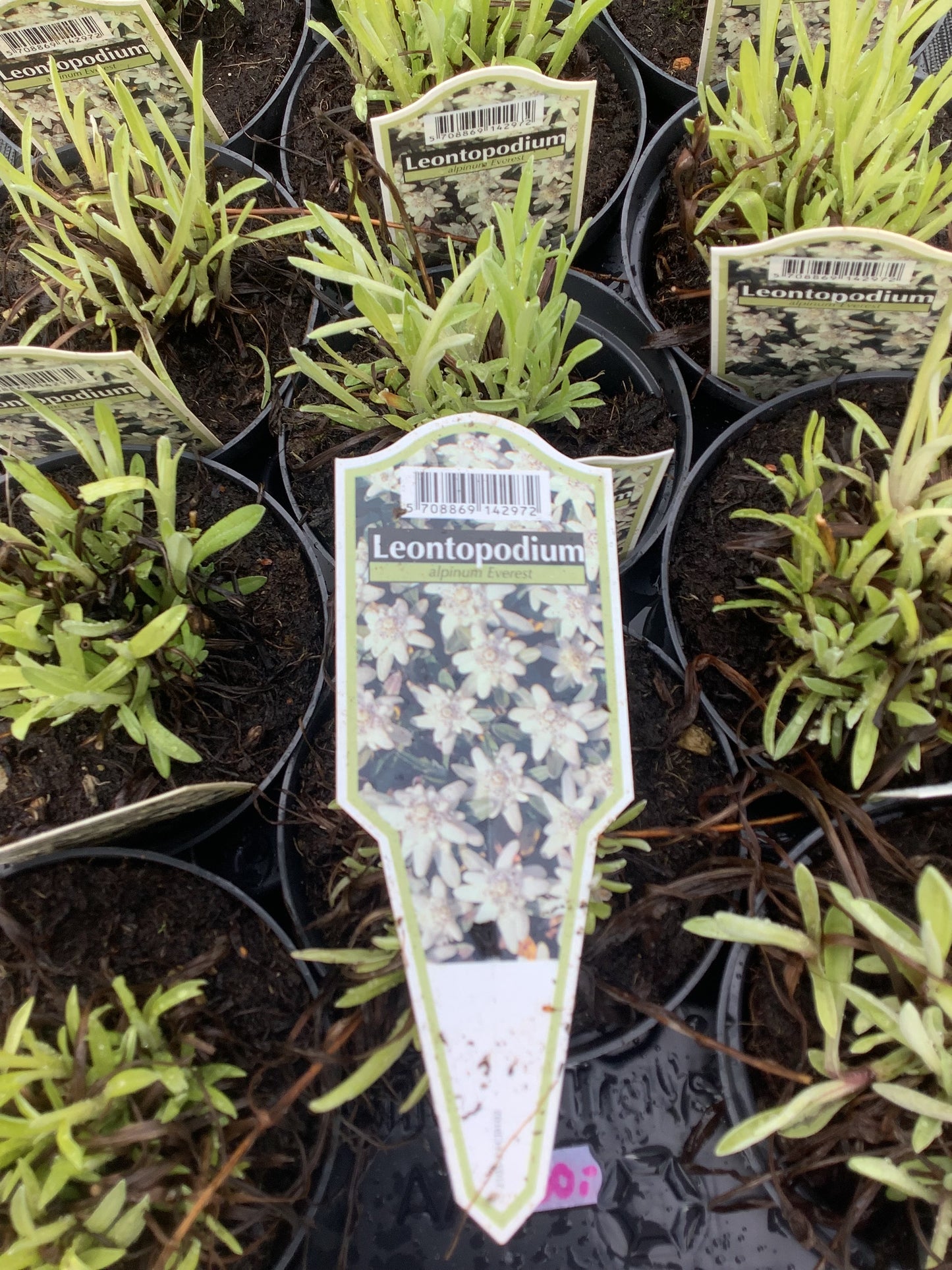 Leonthopodium alpinum