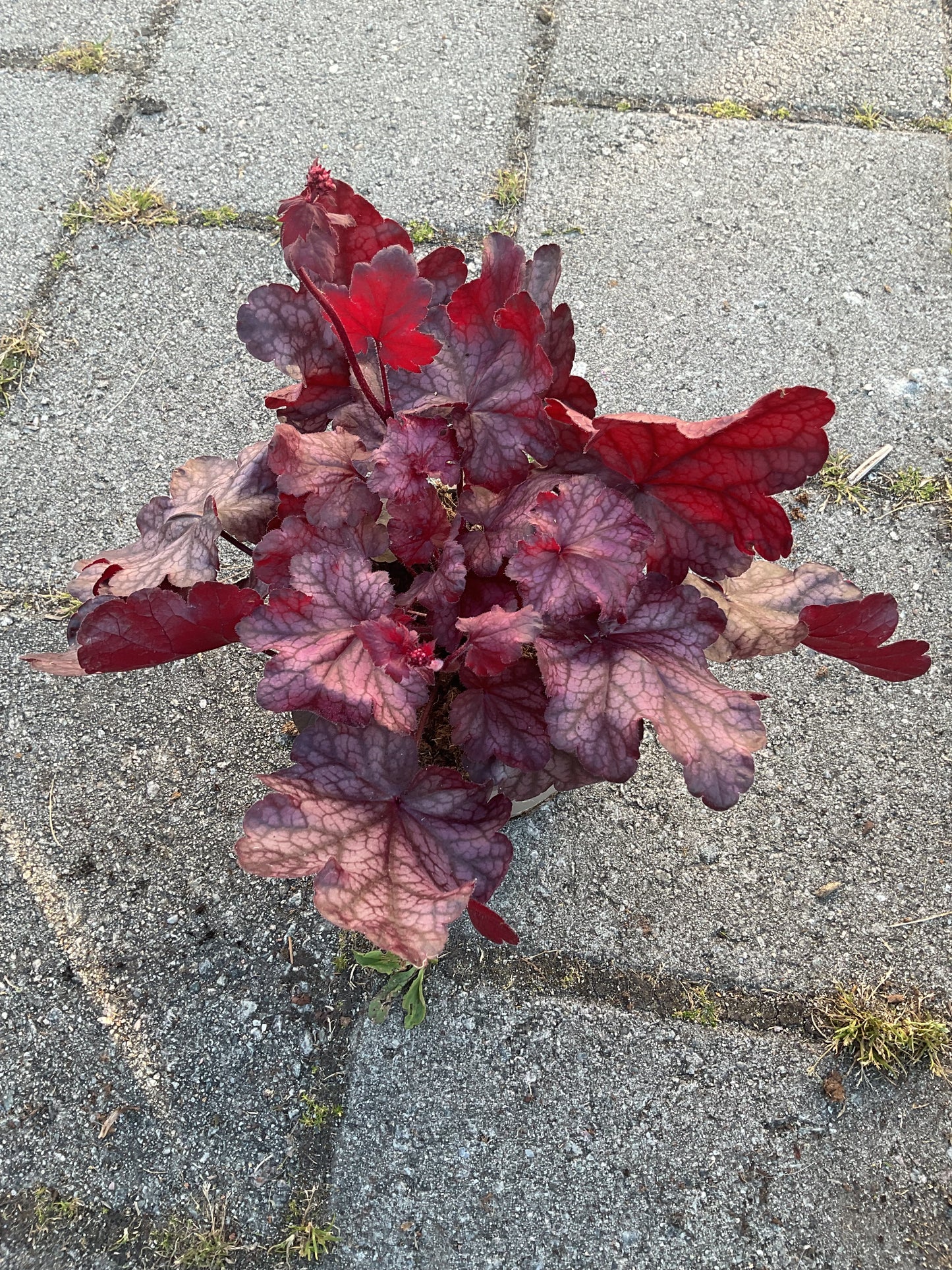 Heuchera ‘Fire Chief’ P15