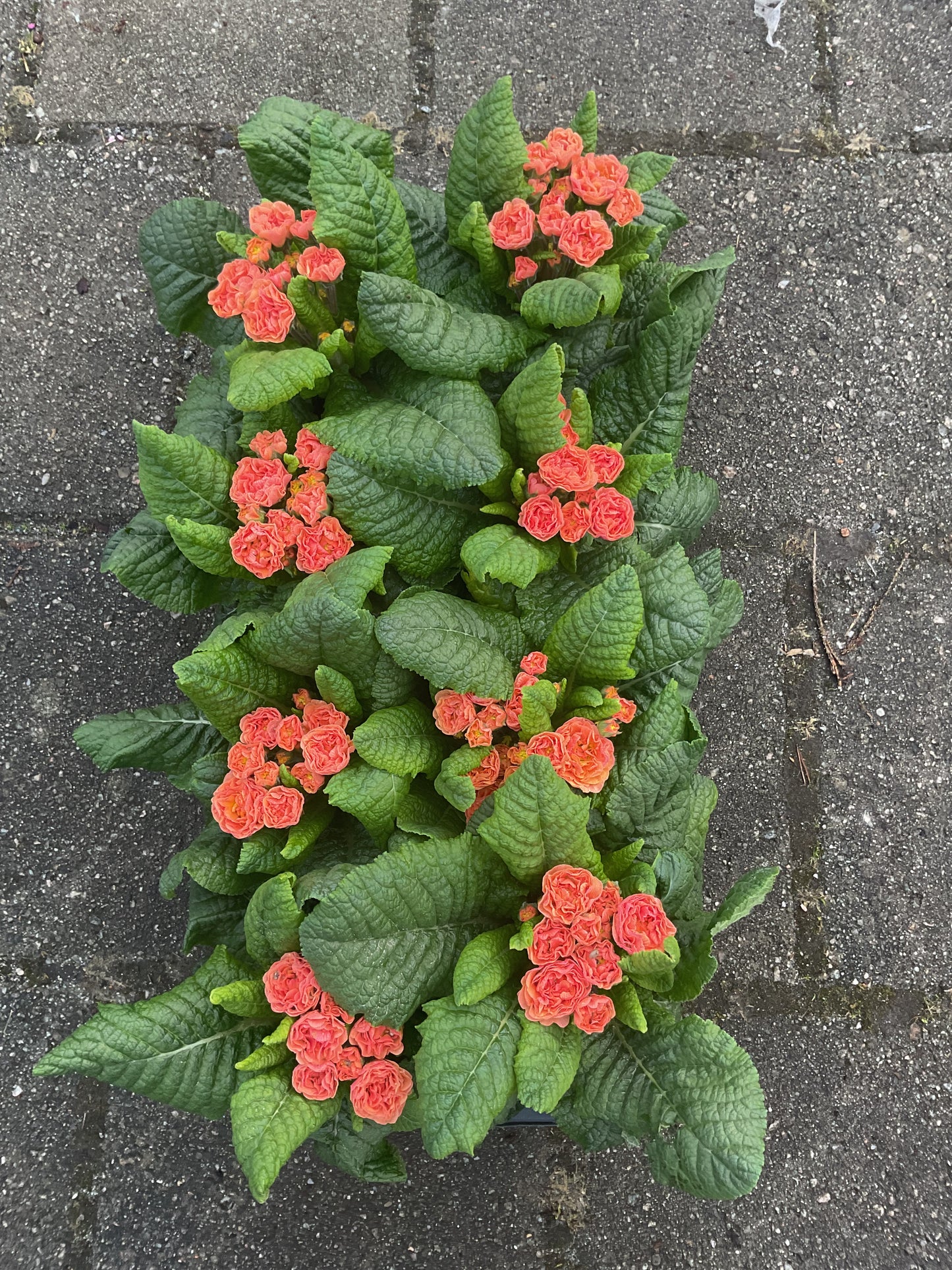 Primula Belarina ‘Nectarine’ P13