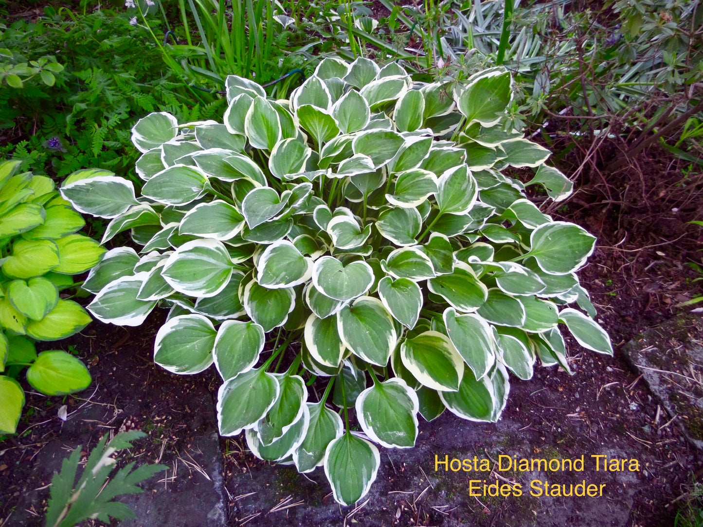 Hosta ‘Diamond Tiara’