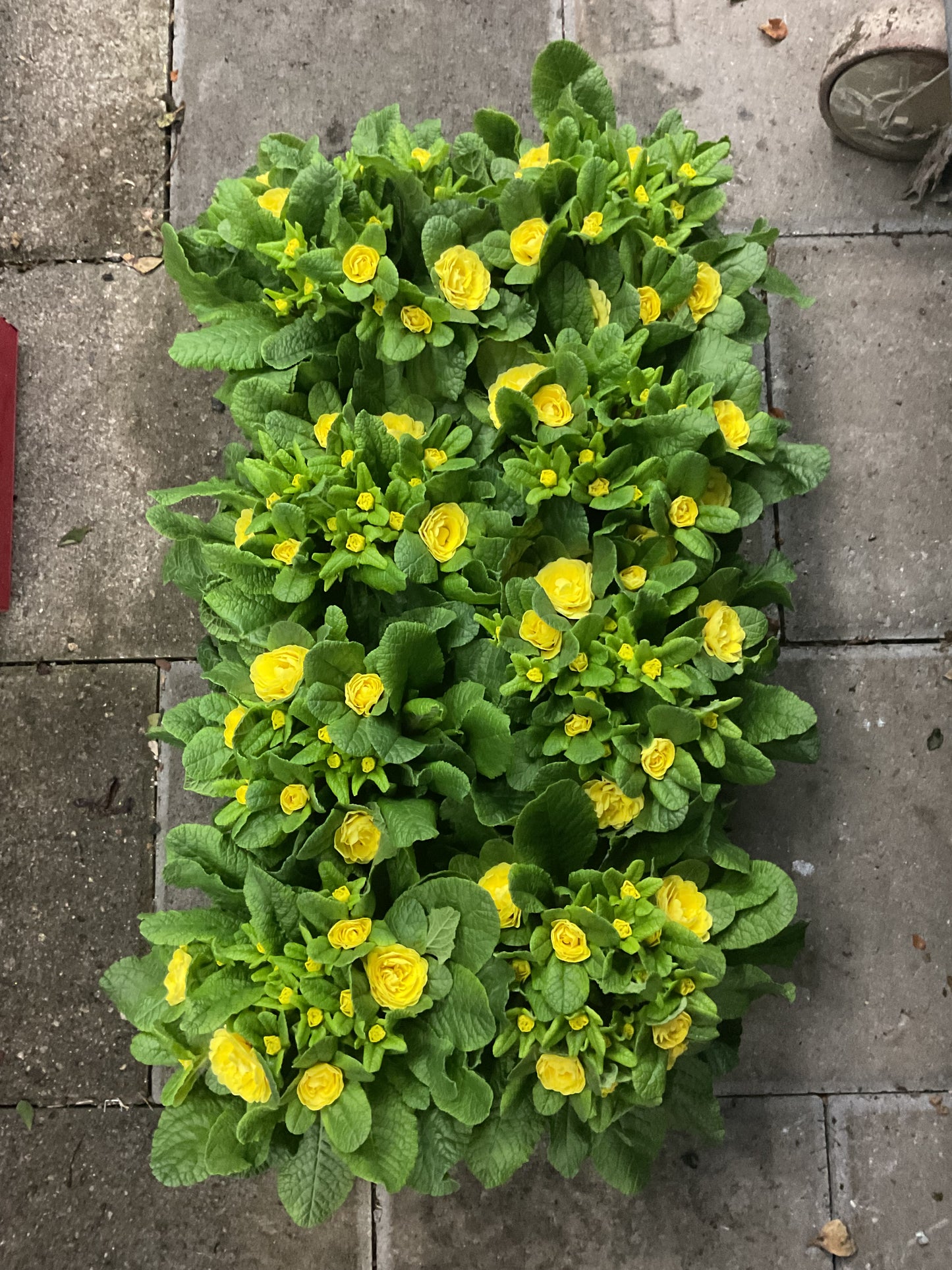 Primula Belarina ‘Buttercup Yellow’ P12