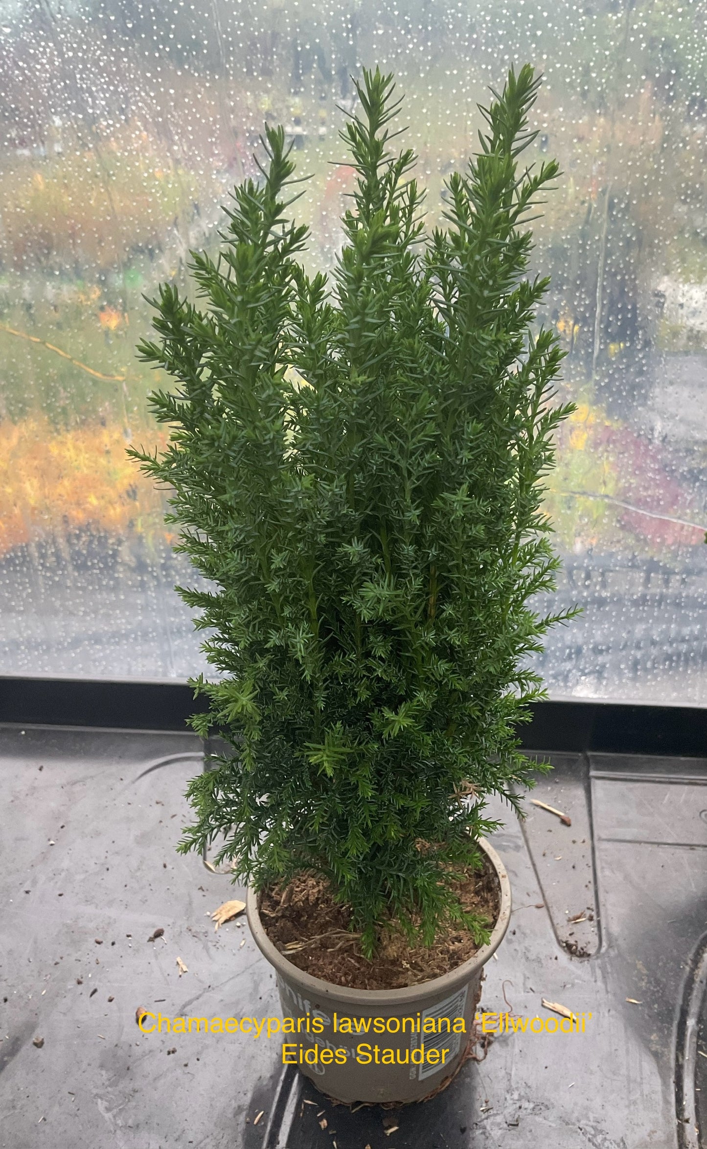 Chamaecyparis lawsoniana ‘Ellwoody’ P9