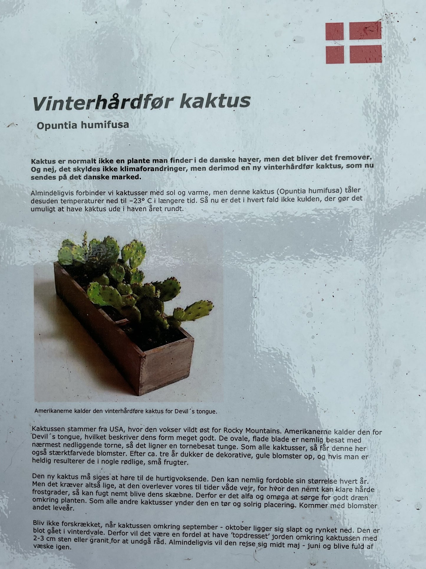 Opuntia humifusa. Kolleksjon av 3 stk