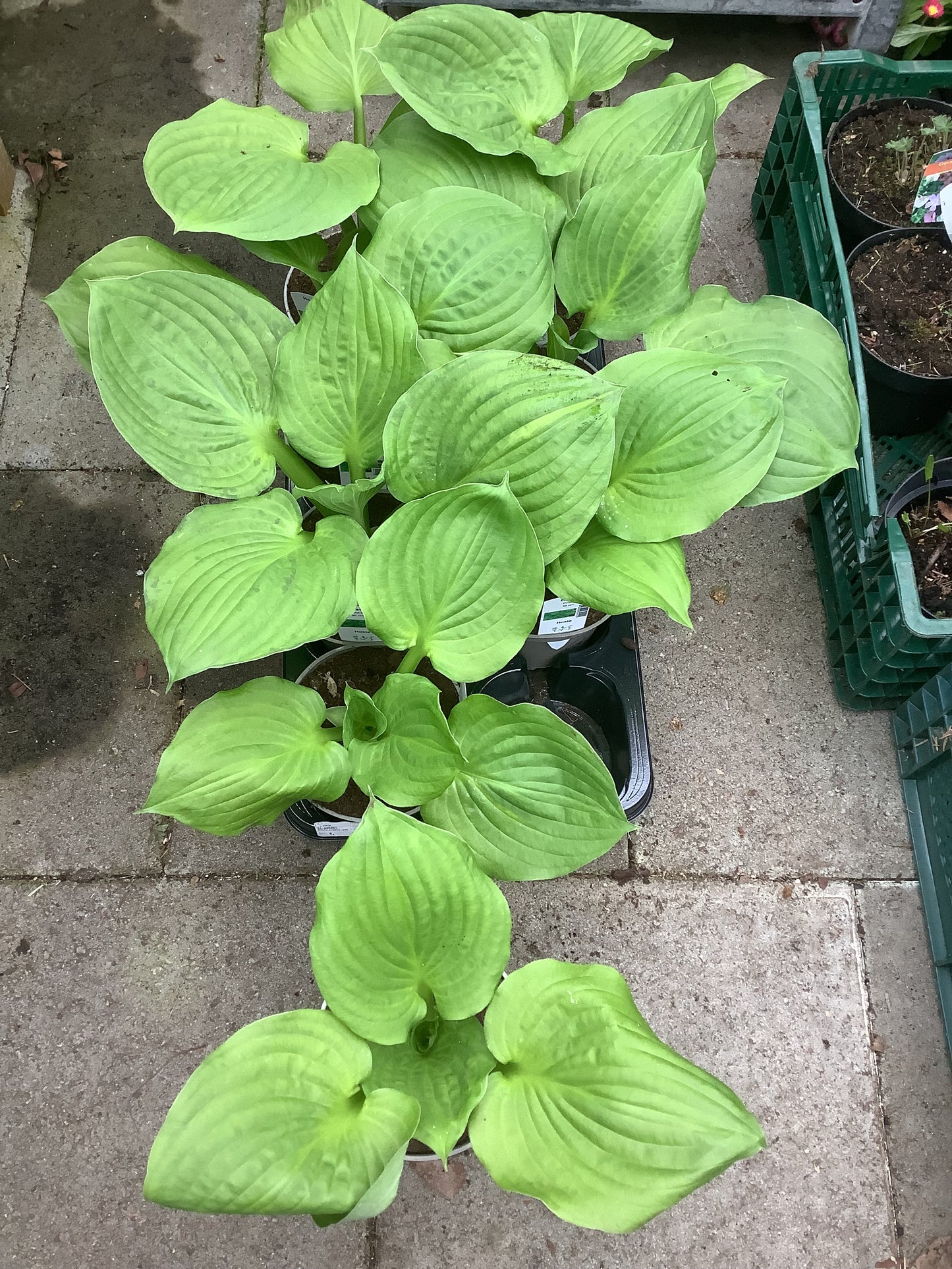 Hosta ‘Post-it’ P15